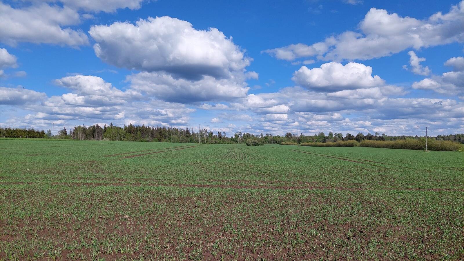 Öökülmad õhus kimbutasid põllukultuure mai keskpaigani – nõrka öökülma esines siin-seal viimati 17. mail.