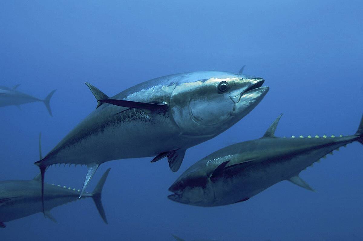 Lisaks suurepärasele ja unikaalsele ujumisvõimele on tuunikala näol tegemist kalaliigiga, kelle kehatemperatuur on kuni 35 kraadi Celsiust.