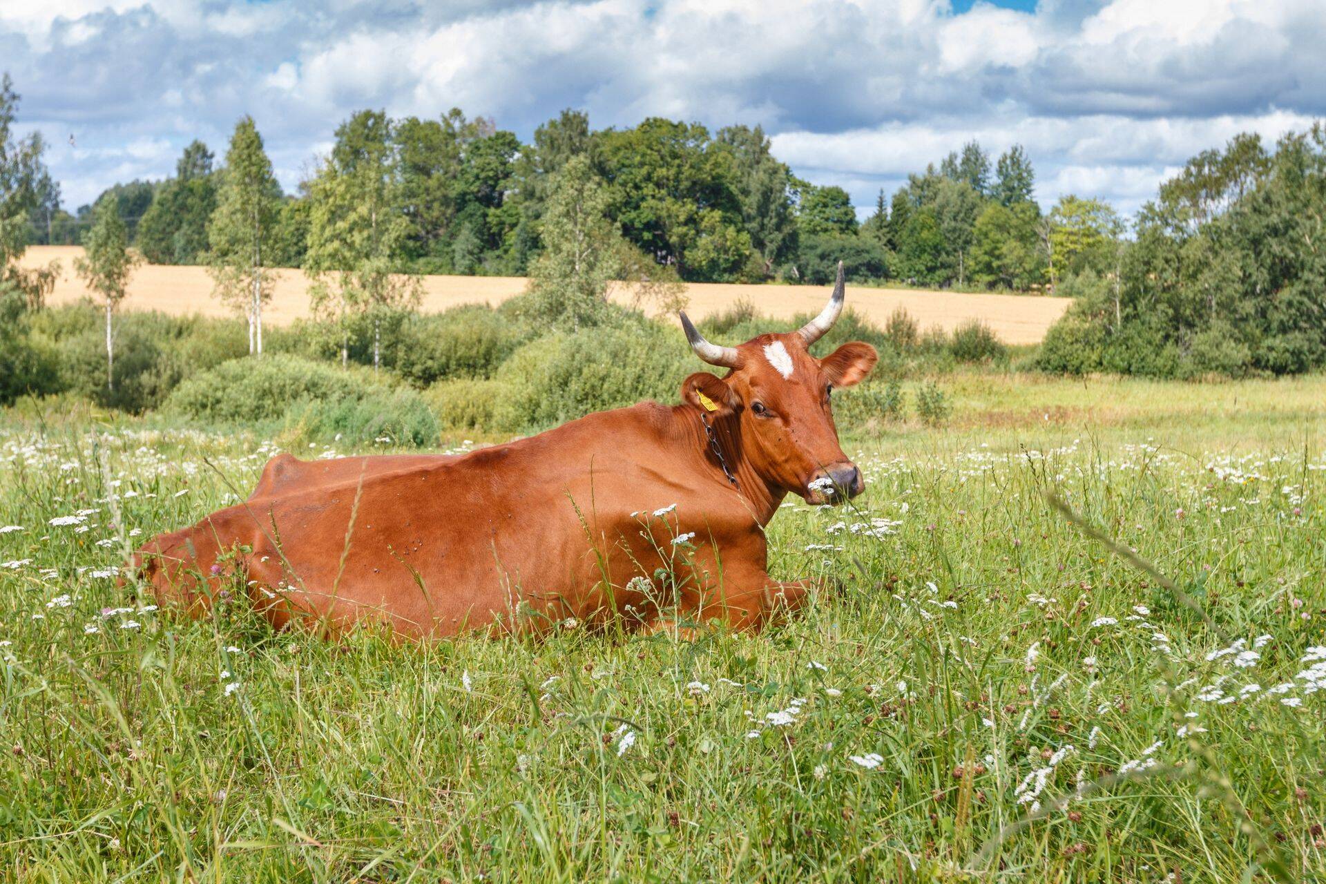 Piima hind hakkas GDT oksjonil tõusma