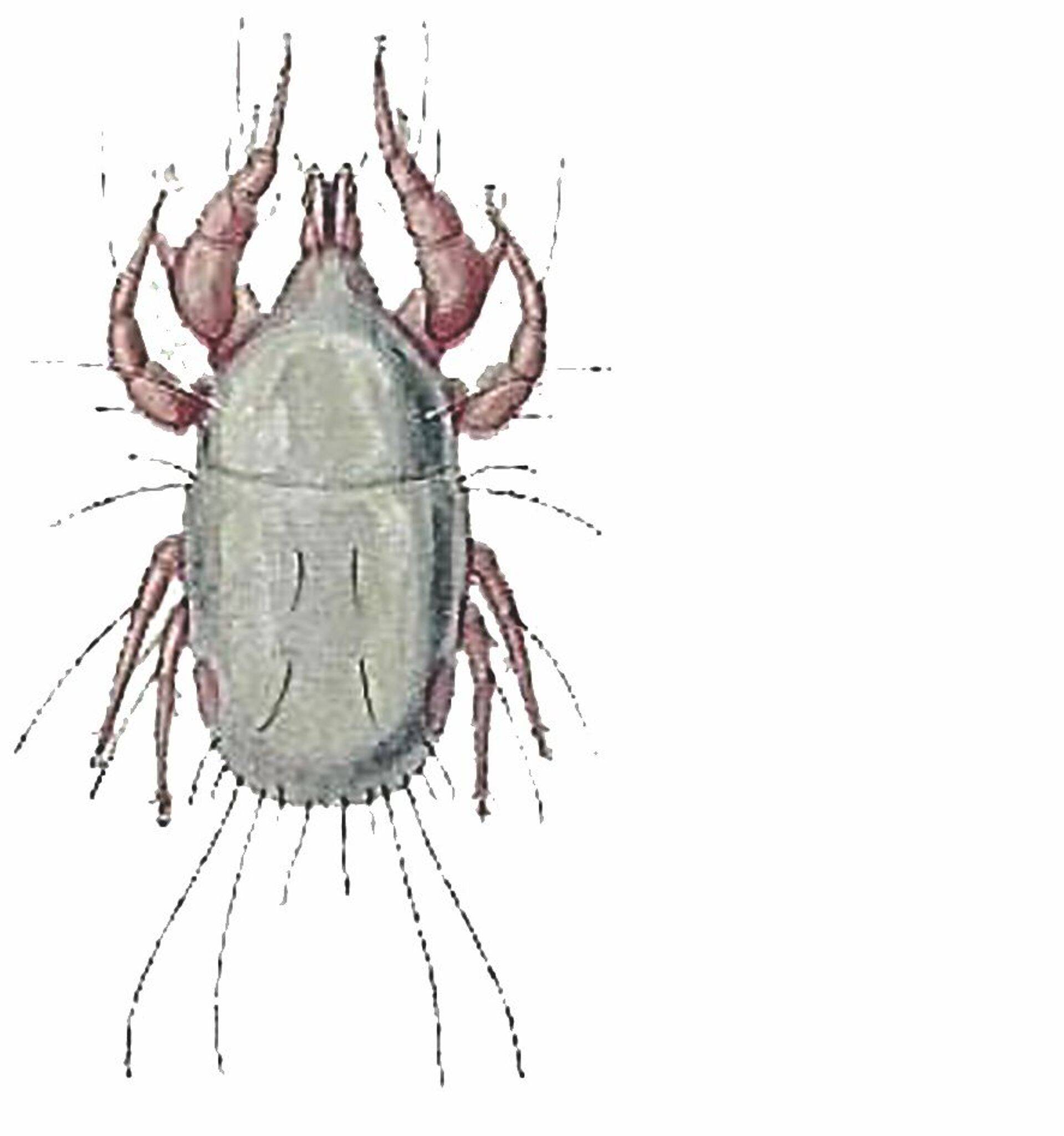 Jahulestad (Acarus siro sün. Tyroglyphus farinae)
