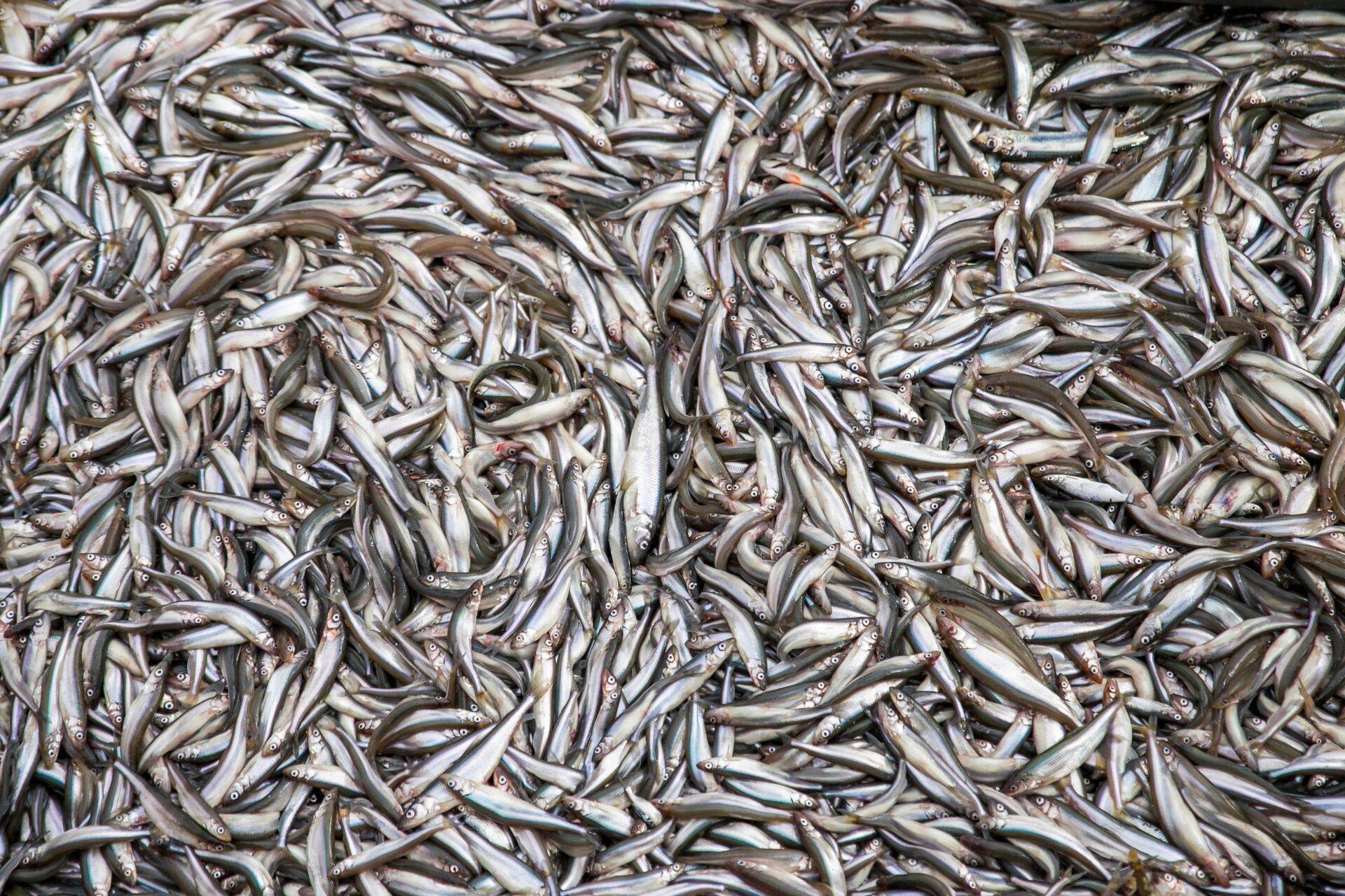 PRFoods paisutas müügikäivet