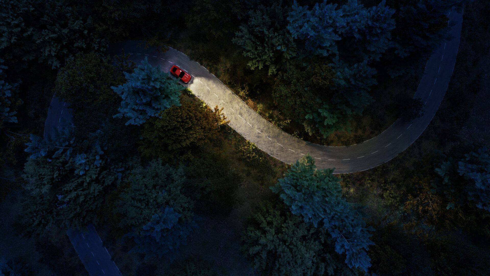 Auto metsateel (Shutterstock)