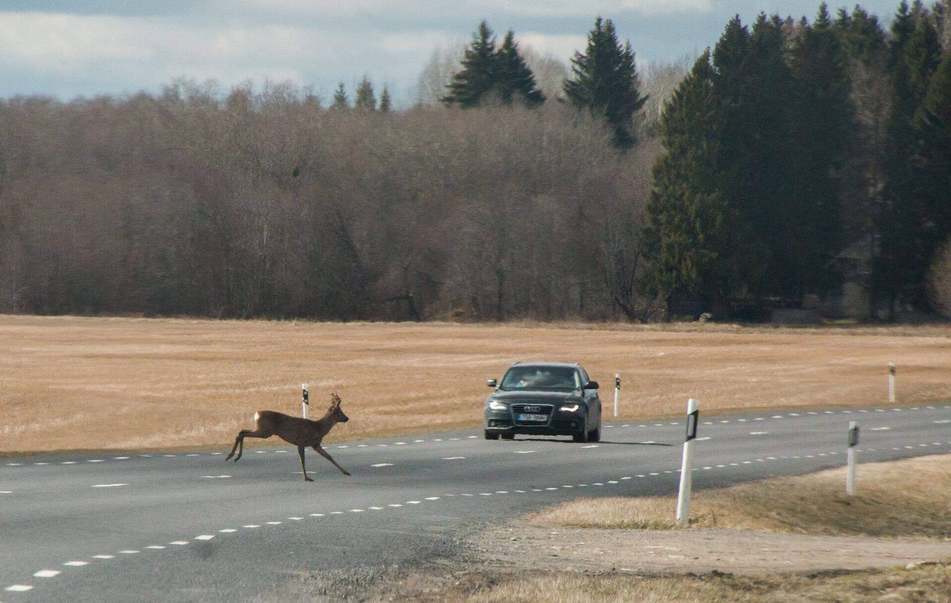 Päevasel ajal on võimalus metsloomale otsasõitu vältida oluliselt suurem.