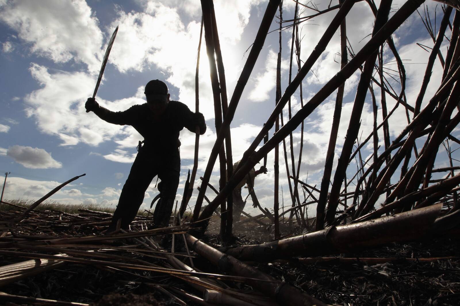 Cukura cena vienā pašā augustā palēcās par 5.4%. Aptuveni tieši pirms mēneša Coca Cola ziņoja, ka tagad kokakolā ASV atkal būšot īsts cukurniedru cukurs. Attēlā: cukurniedru novākšanas process Āzijā.