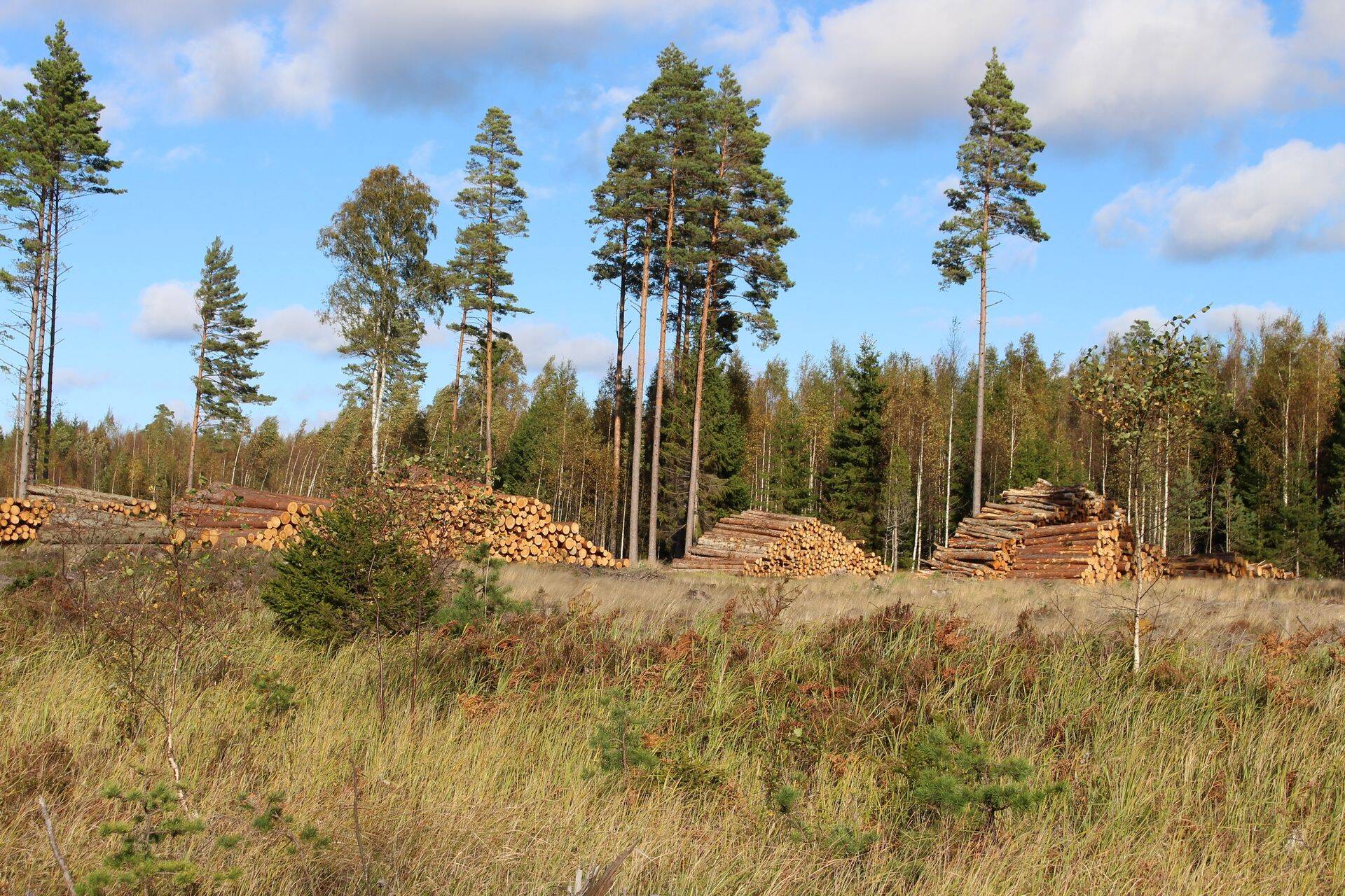 Kahtlustatakse mastaapset metsapettust