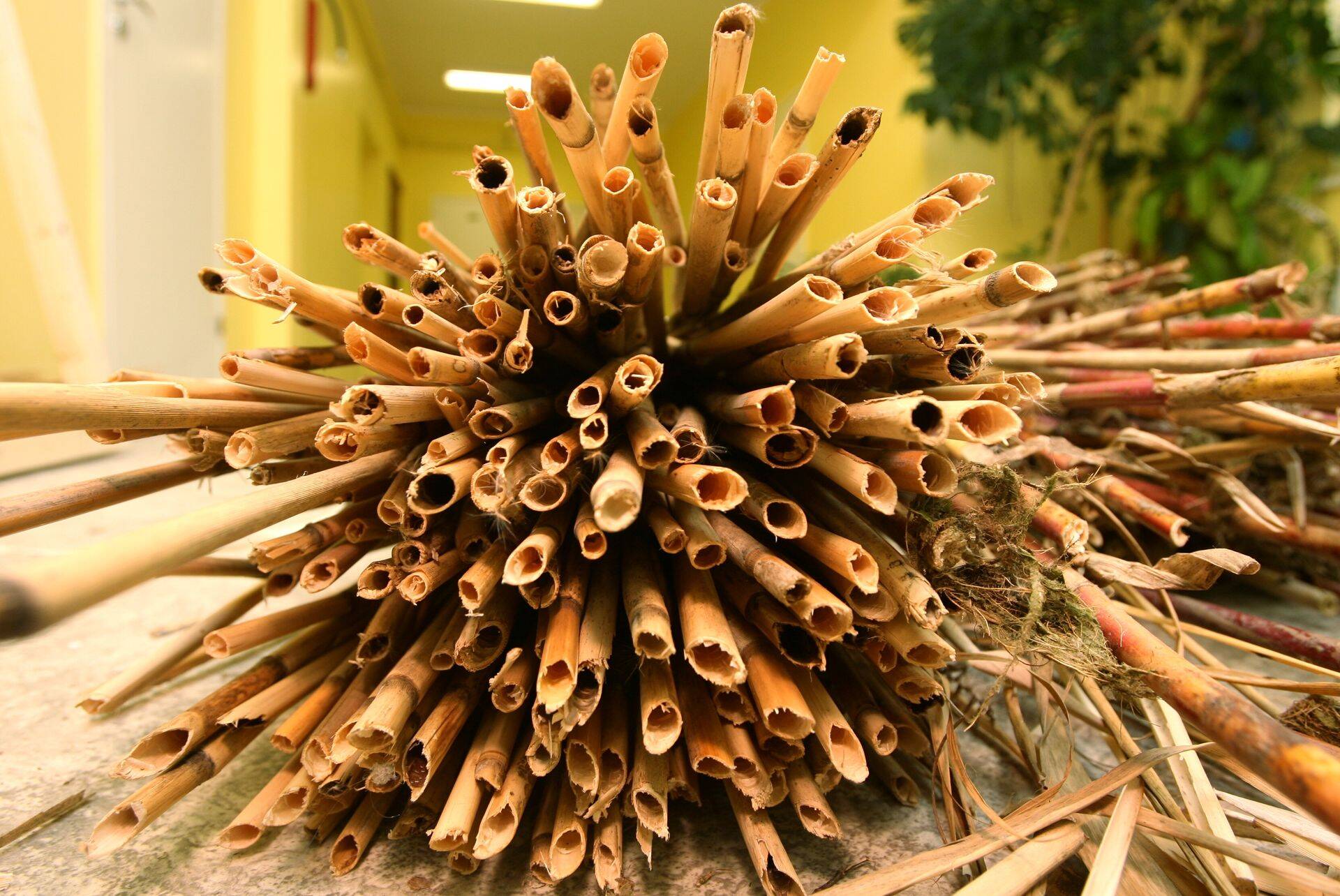 Pildil Peipsi pilliroog käsitöömeistritele.