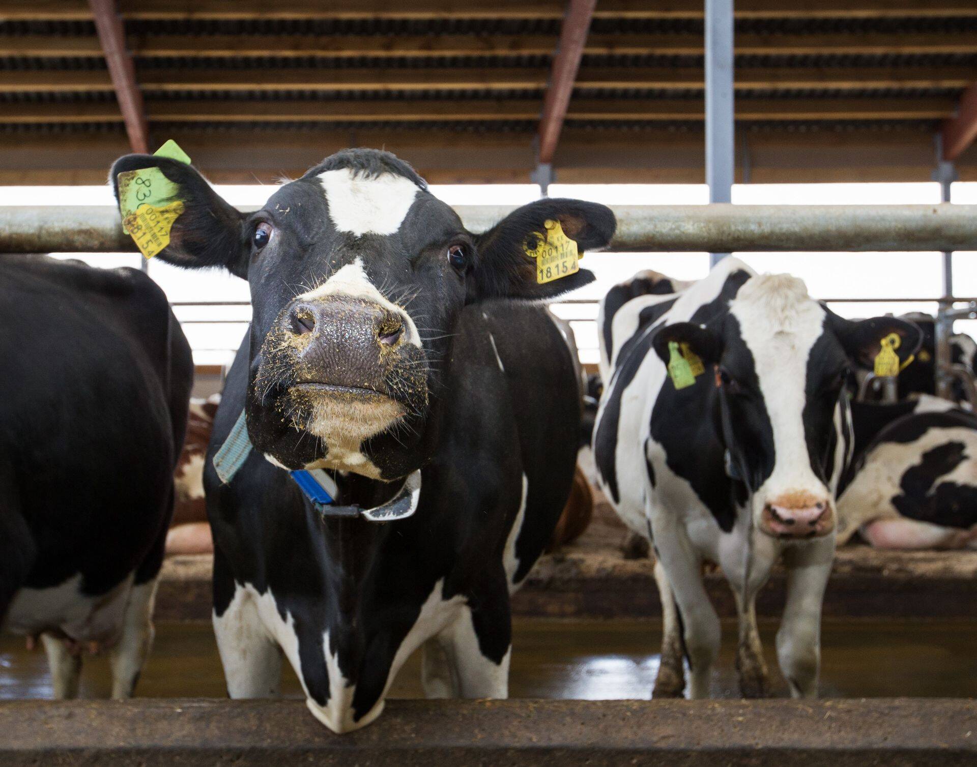 Usaldusväärse diagnostika abil saavad põllumajandustootjad ja veterinaararstid tuvastada probleeme varem kui tavapäraste meetodite abil.
