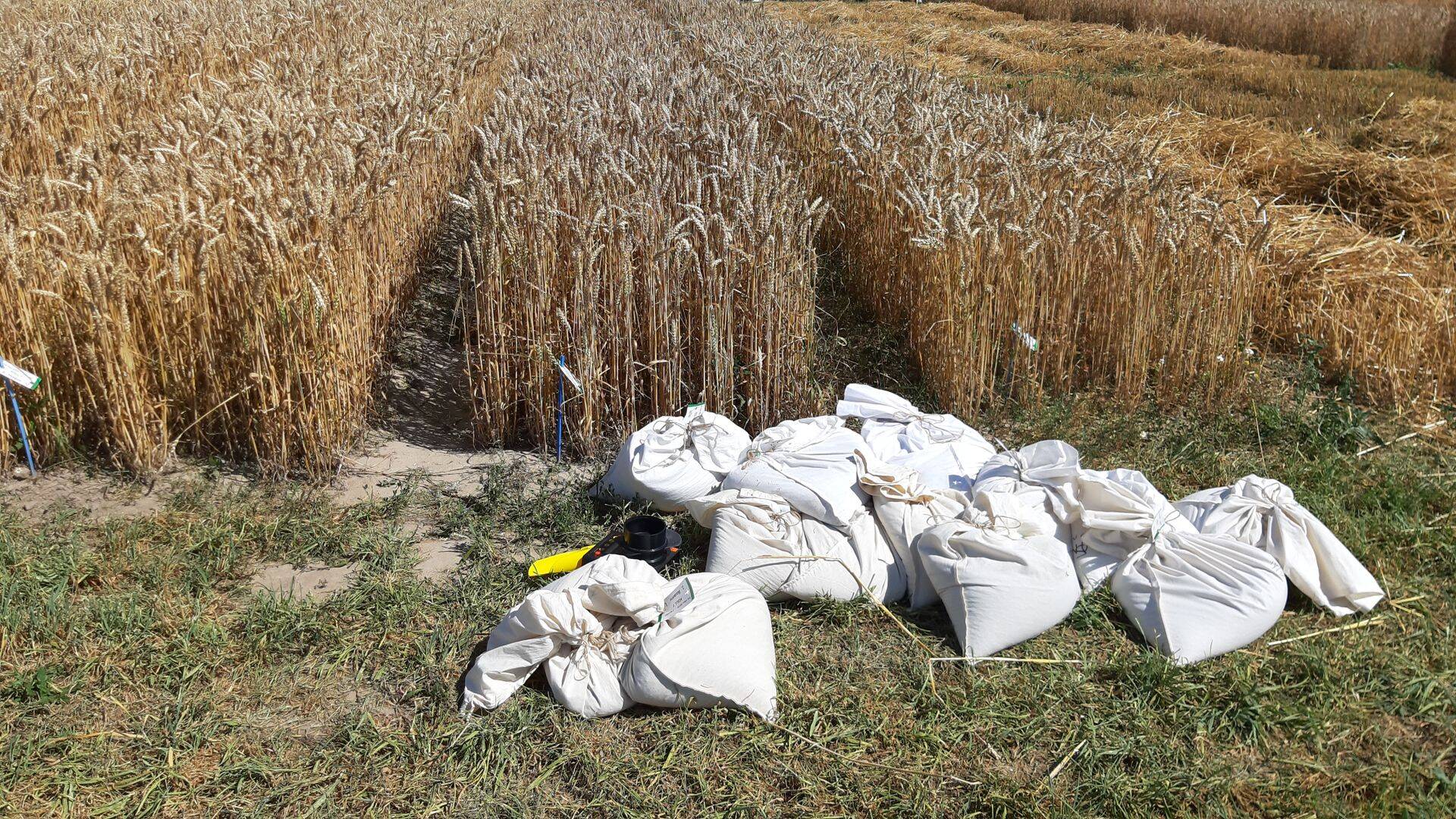 Saagikoristus ETKIs.