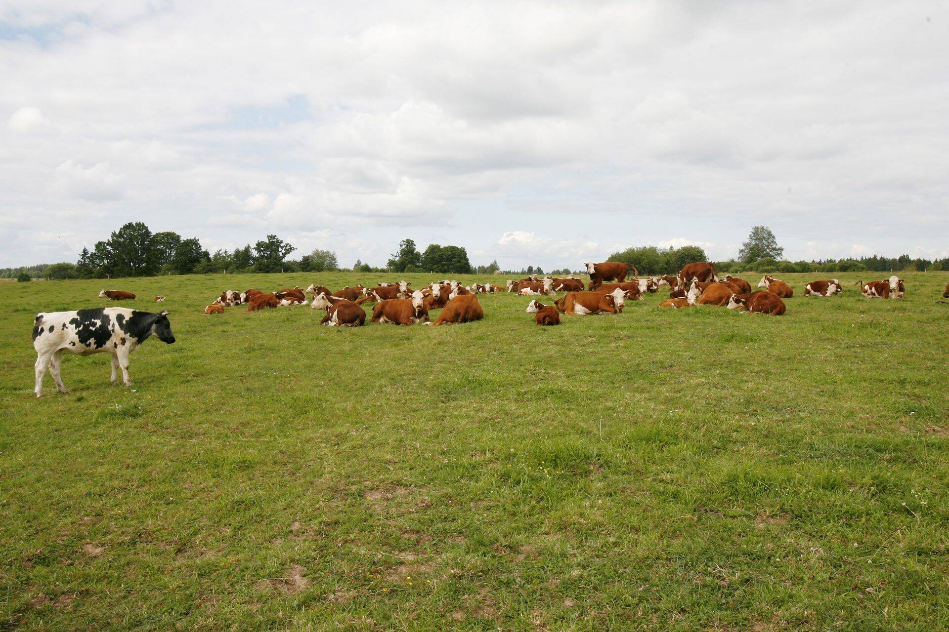 Ühe stsenaariumi kohaselt puhkes loomataud 1500 piimalehmaga tootmisfarmis ja teise stsenaariumi järgi lihaveistega karjatusalal.