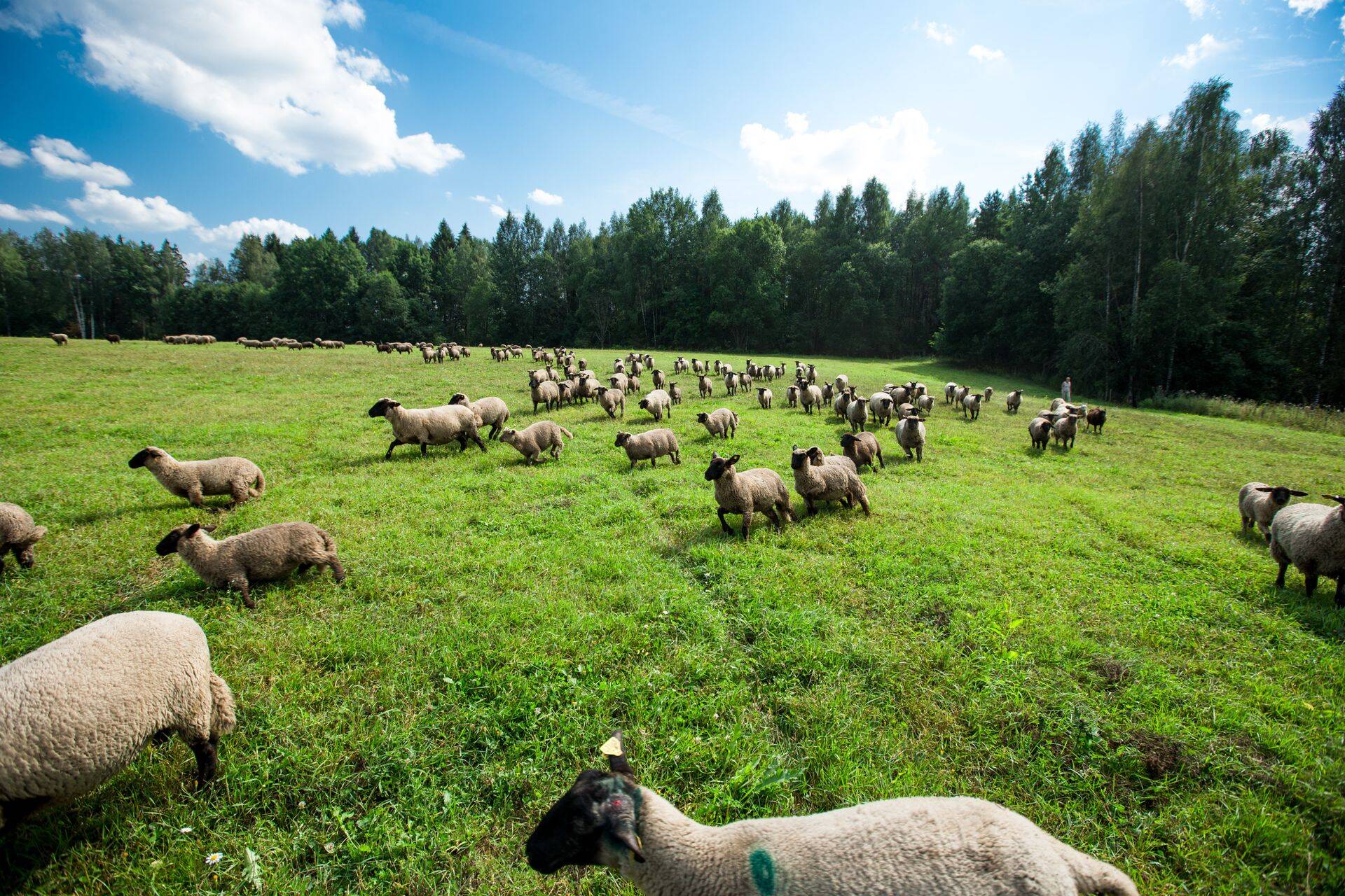 Haigus on jõudnud Eestile ohtlikult lähedale.