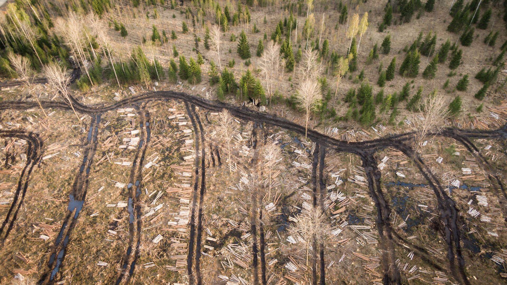 RMK raietööd Käru kandis Järvamaal.