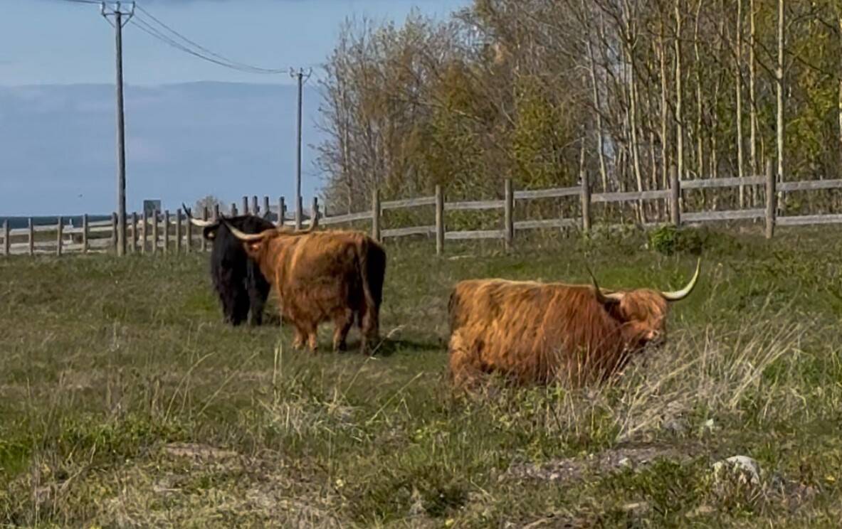 Mägiveised saabusid Paljassaare rannaniitu hooldama 15. mail.