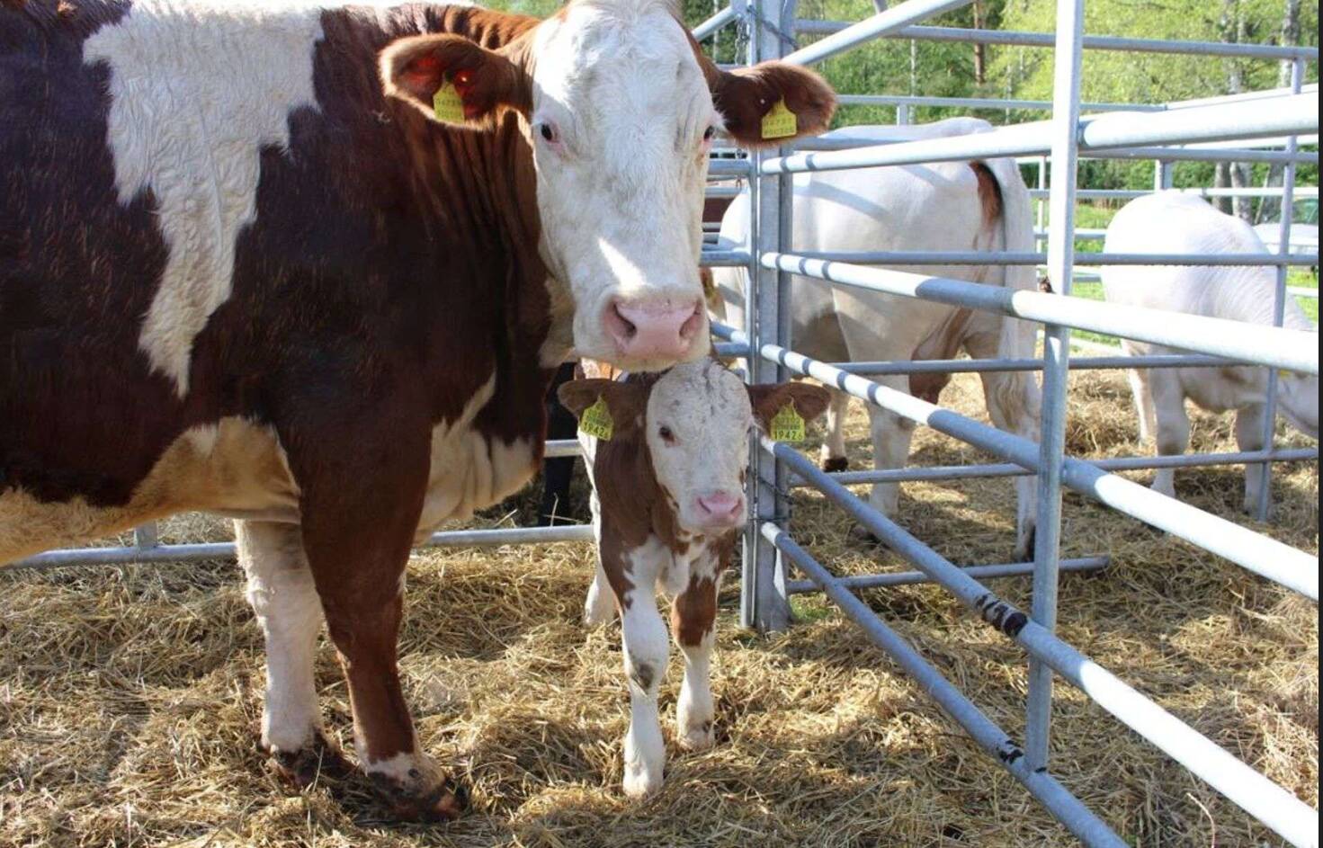 Luige laada tõmbenumbriteks on loomanäitused.