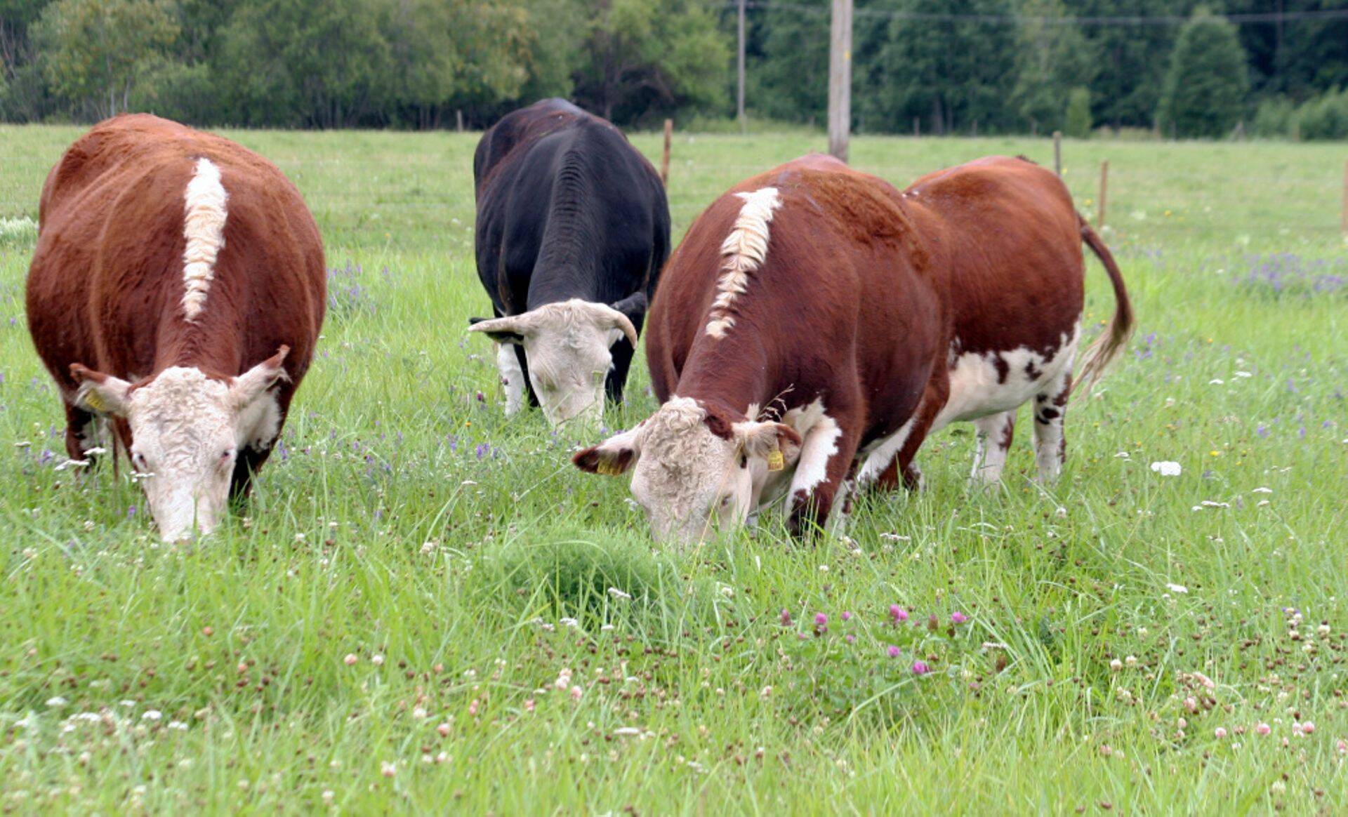 Kvaliteetne rohumaa on lihaveiste sööda vundament.
