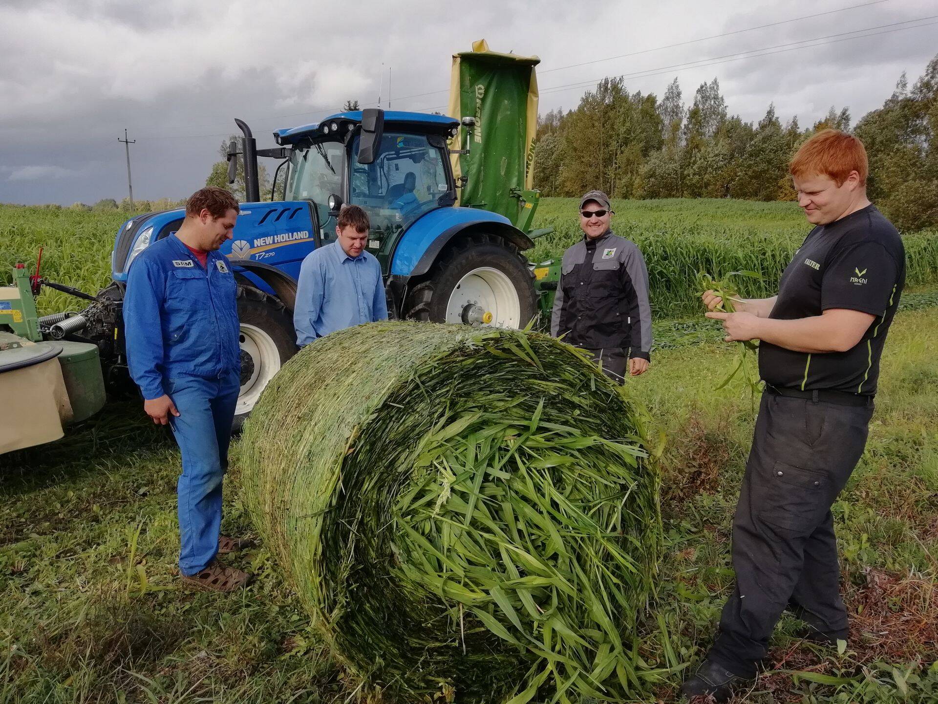 Sorgokasvatus eelmisel aastal. Fotod:  Kristiina Märs, Smartfor OÜ