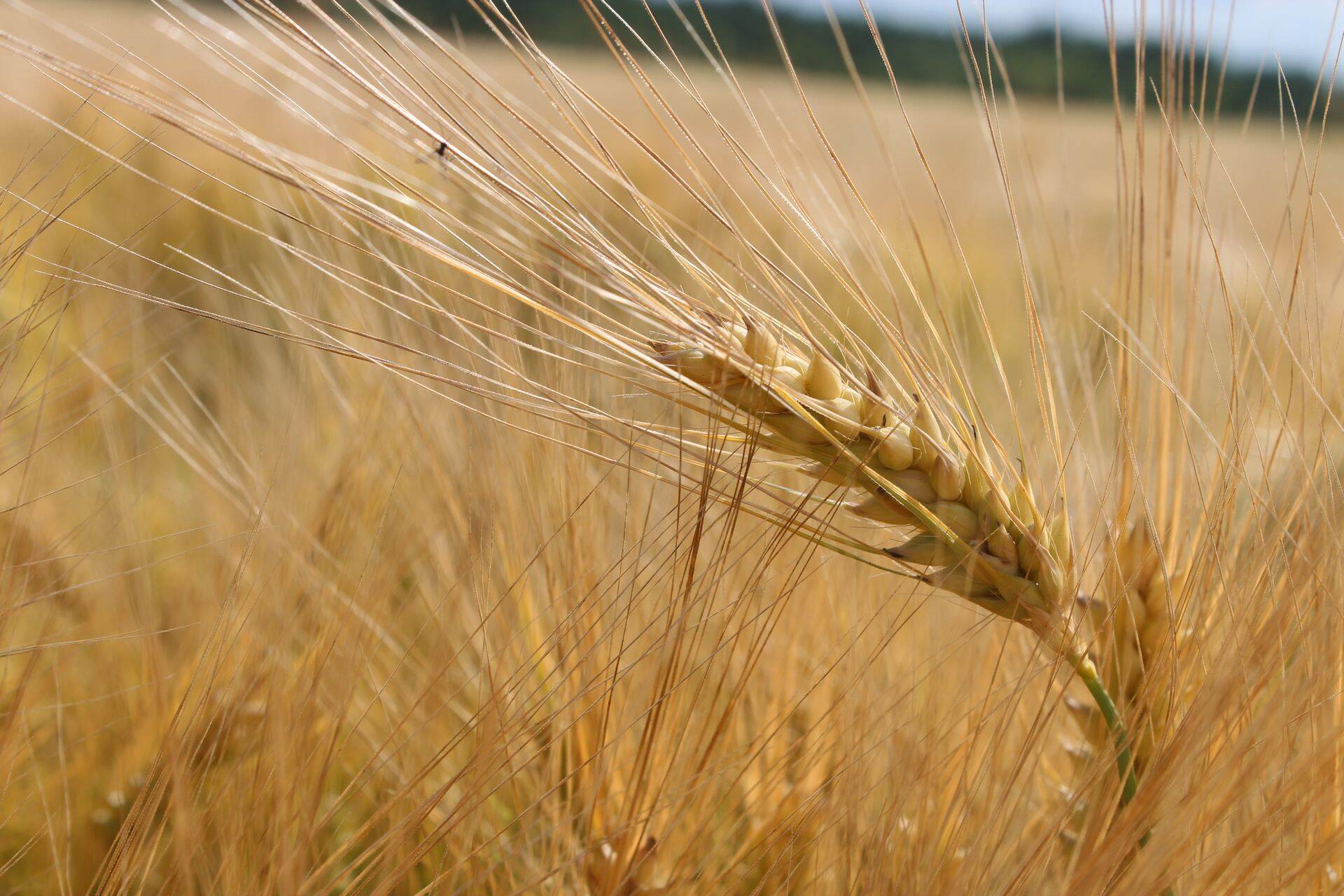 Kas toorainete hinnatõus jätkub?