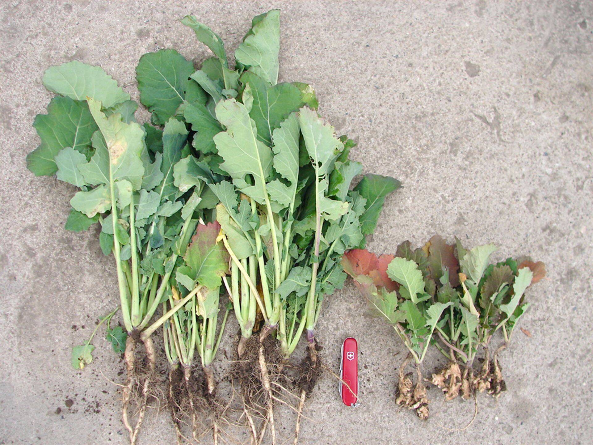 Nuutrikindel taliraps vs tavaraps nuutriga põllul.