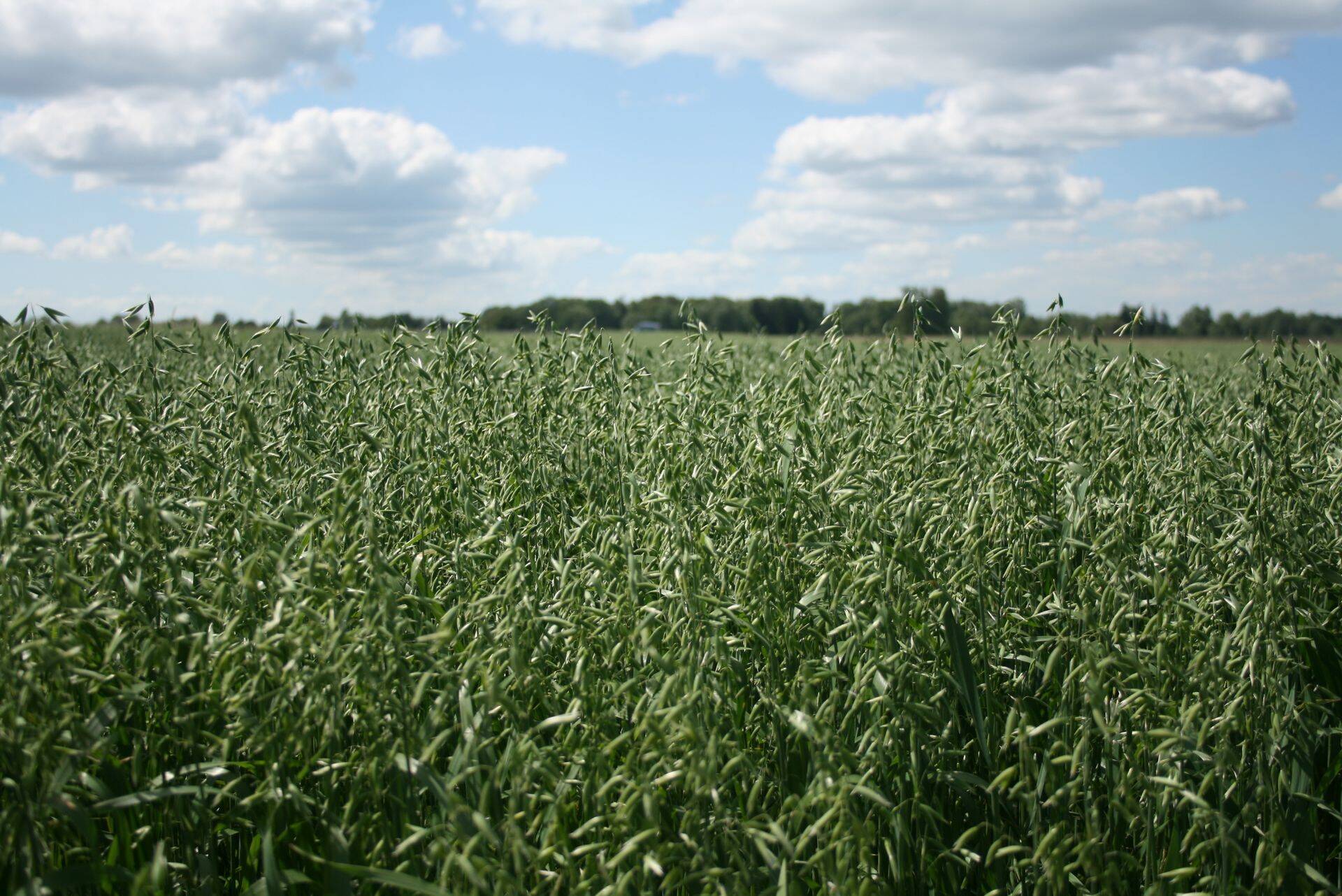 Seireandmed: pestitsiidid jõuavad nii mulda, vette kui ka inimeste toidulauale
