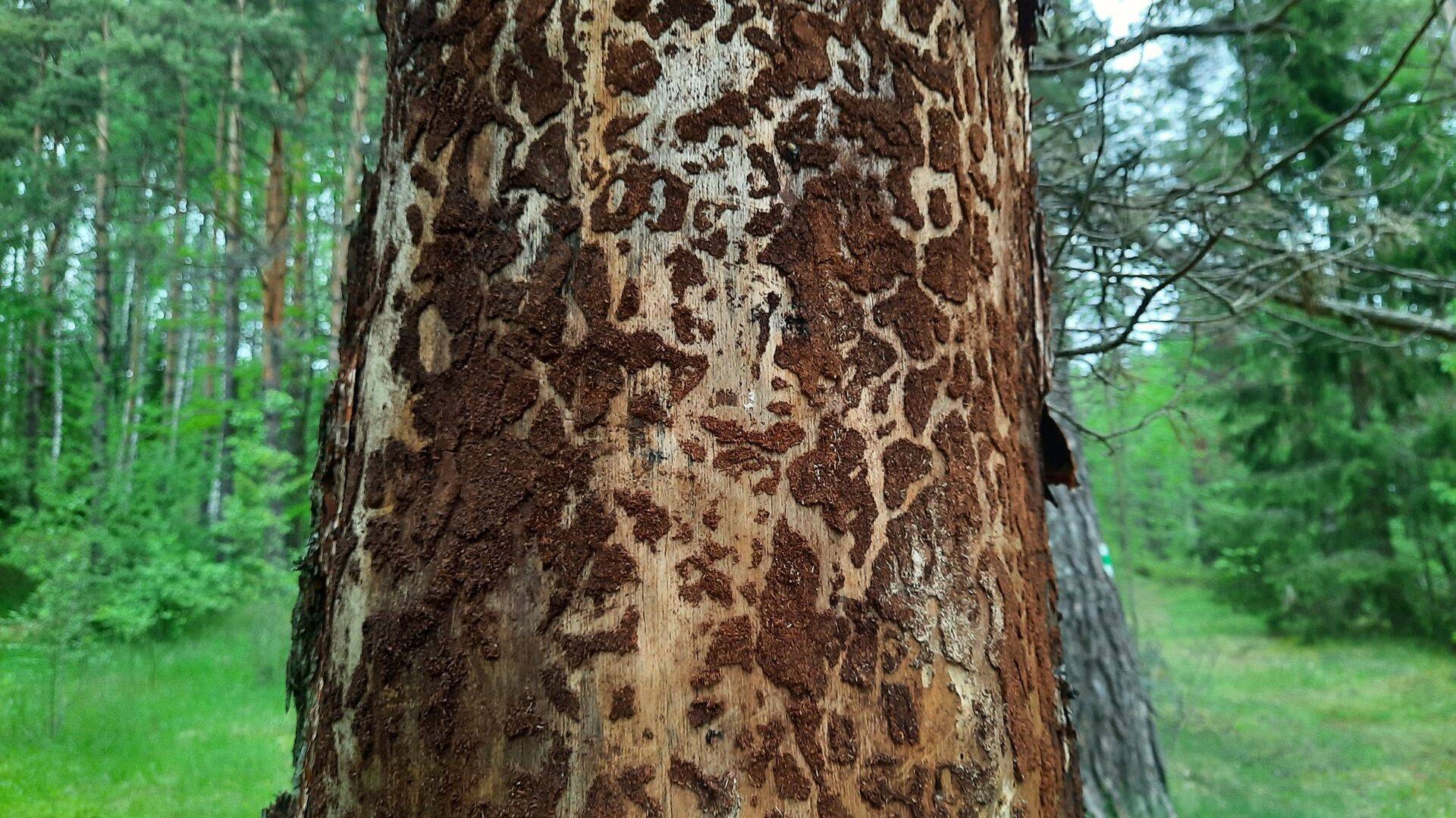 Kuuse-kooreüraski kevadine lendlus on alanud.