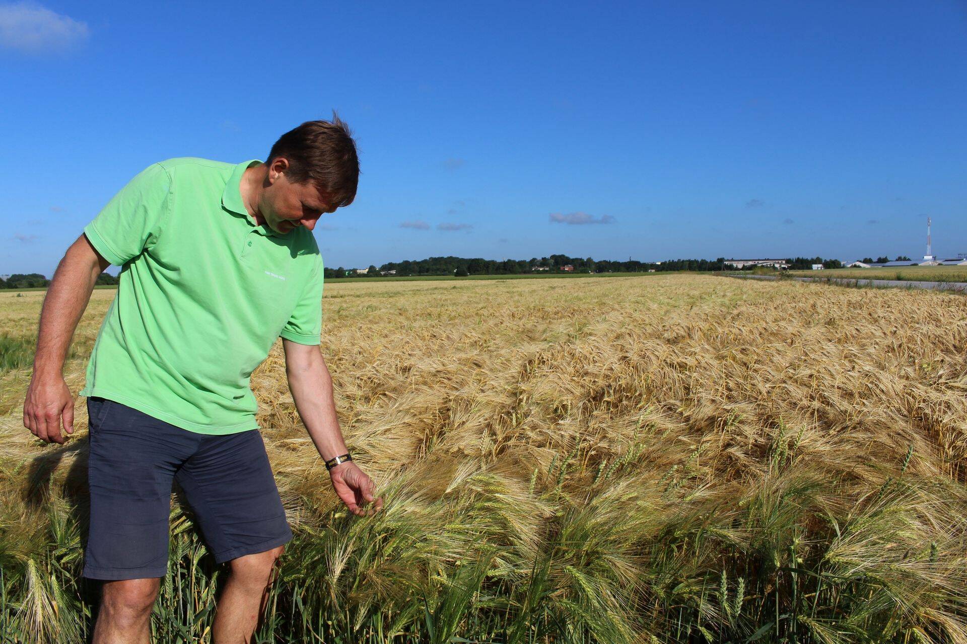 Katsed toimuid Aivar Treibergi põldudel