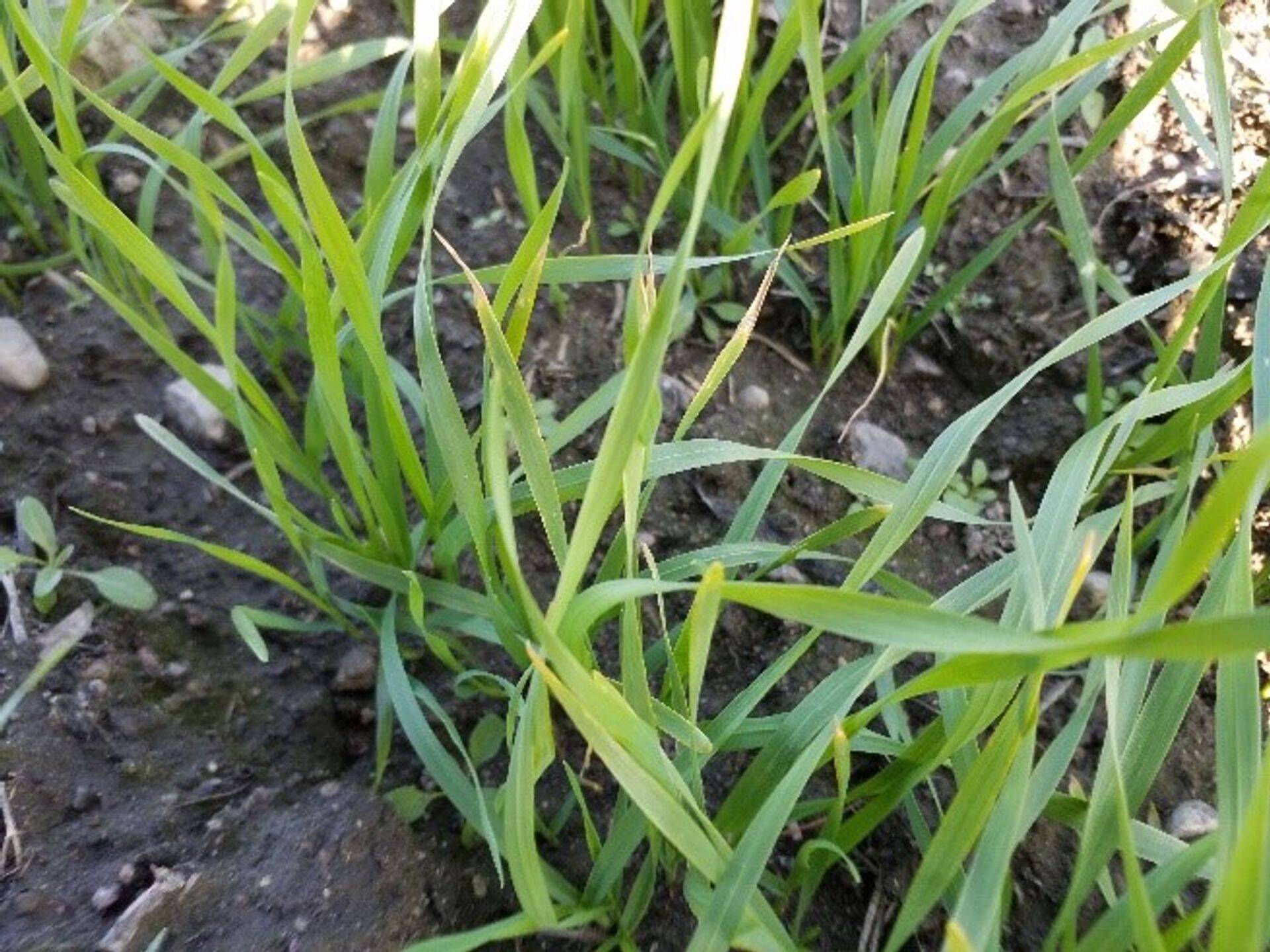 Kaaliumi puudus talinisul.