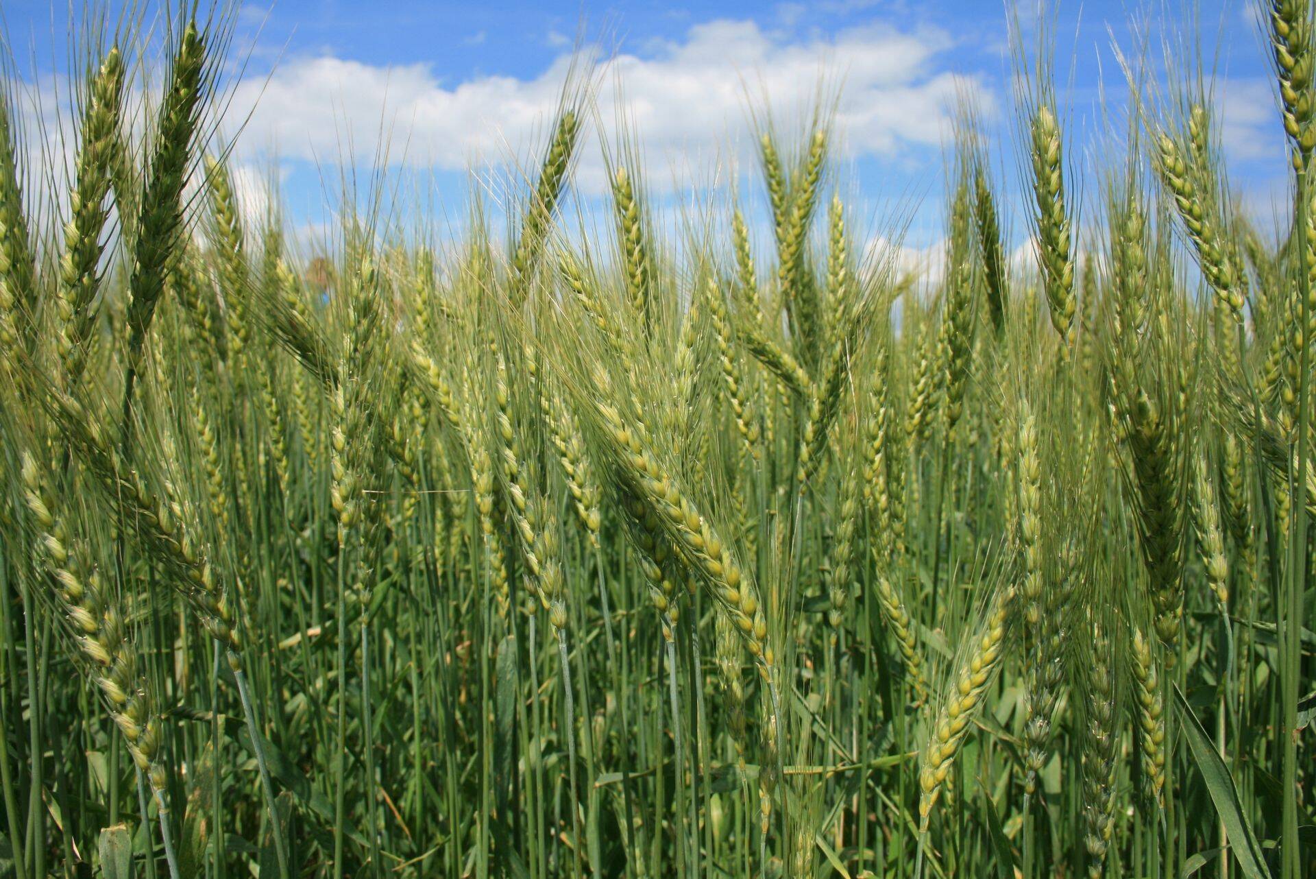 Eestis on enim teravilja piimandusega seotud ühistuid