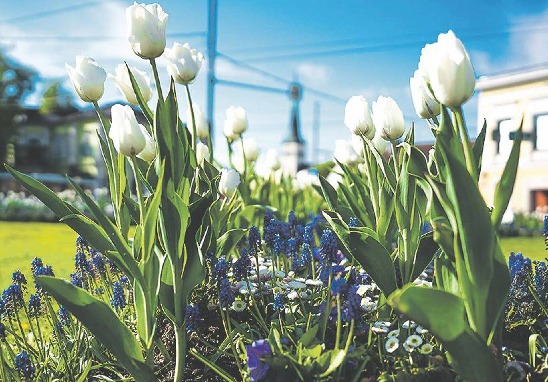 Holland kinkis Eestile kauni valge tulbi