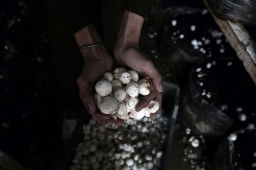 Idufirma tahab söödava seeneniidistiku tootmise viia grammidest tonnideni