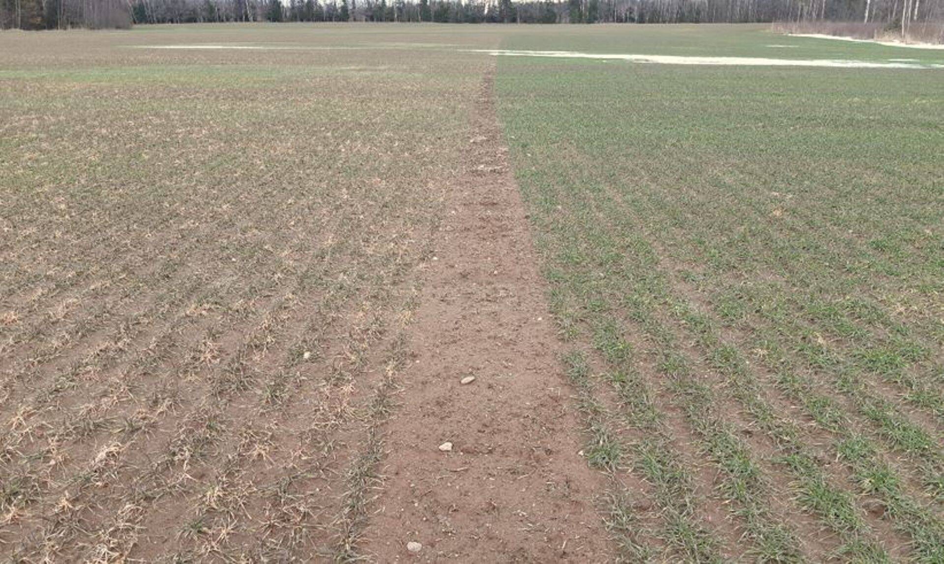 Sordid talvituvad erinevalt ja on erineva haiguskindlusega.