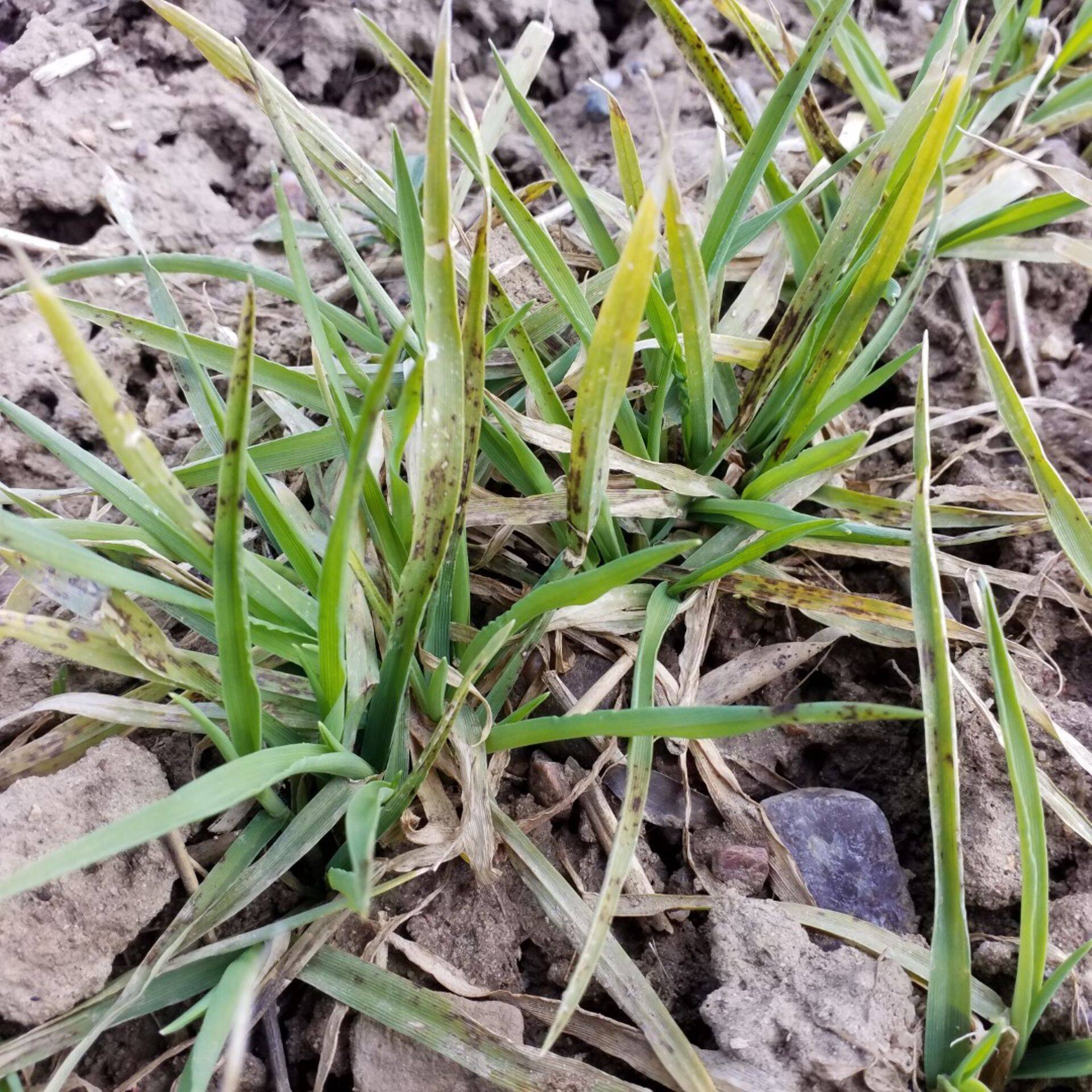 Füsioloogilised laigud taliodra lehtedel, äärislaiksus, pruunlaiksus, 2020.a.