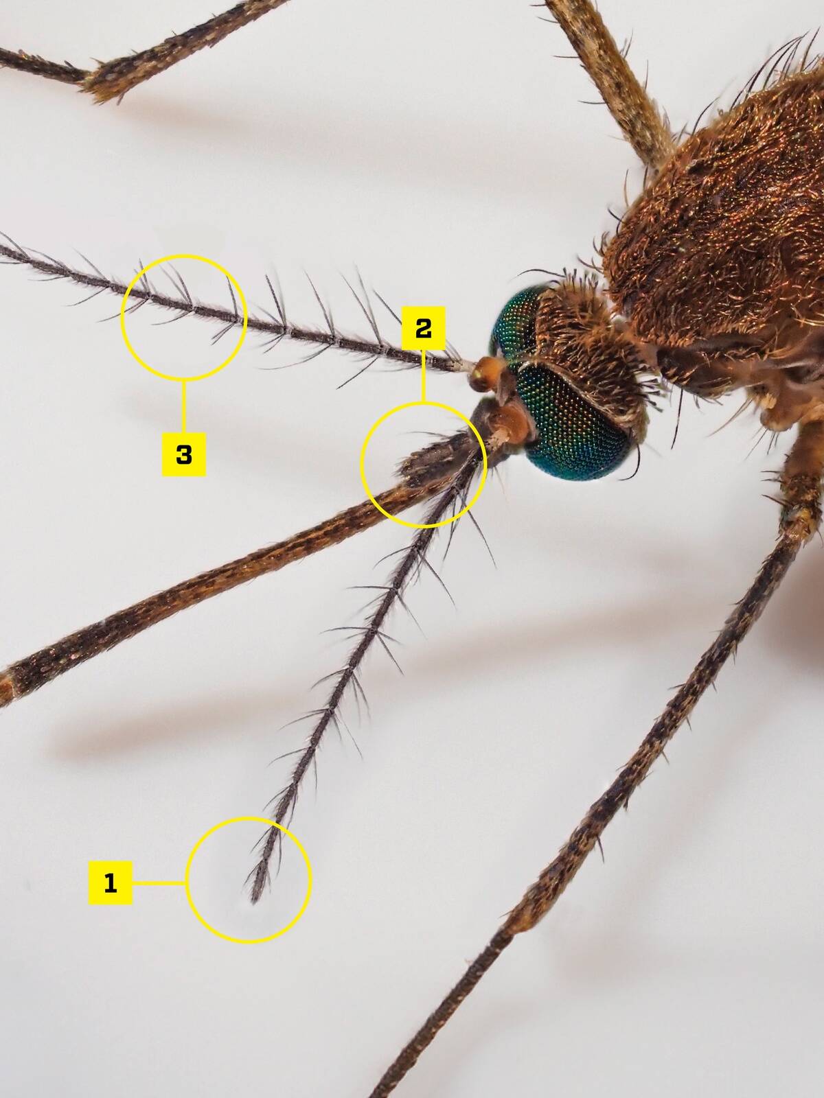 1. Kehasoojus lubab verdSääse pea küljes olevatel tundlatel on väikesed lohukesed, milles on temperatuuritundlikud retseptorid. Need reageerivad soojusele ja juhatavad sääse soojavereliste loomade poole. 2. Hingamine köidab tähelepanu Noka ümber suistes on teist tüüpi retseptorid, mis registreerivad õhus leiduvat süsihappegaasi ja tajuvad õhuniiskust. Need retseptorid juhivad sääse elusolendite juurde sedamööda, kuidas nood välja hingavad, sest väljahingatavas õhus on süsihappegaasi rohkem kui tavalises välisõhus.3. Sääse juhatab kohale kehalõhn Tundlaid katavad imepisikesed tajukarvakesed, mille tuhanded retseptorid püüavad lõhnamolekule, näiteks neid, mis vabanevad higistades, ning juhivad sääse tugevasti lõhnavate loomadeni.