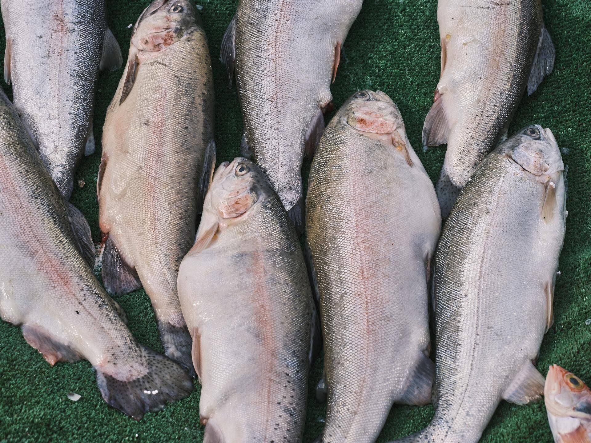 Energia kõrge hind võib kalakasvandusi lüüa väga valusalt.