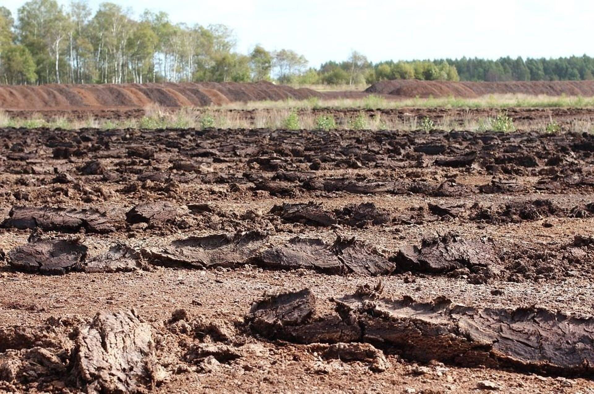 Turvas on eeskätt eksporttoode.