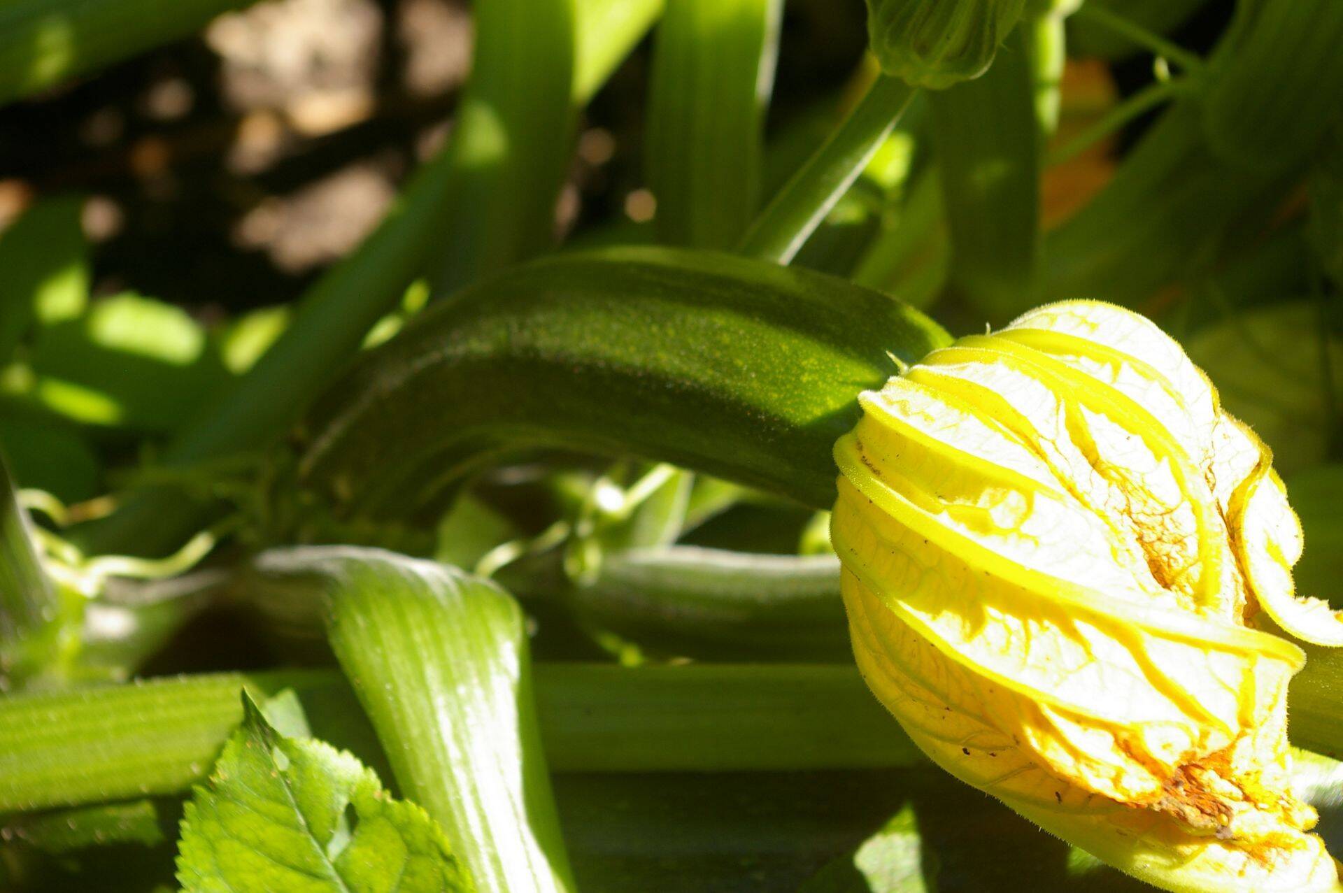 Selteret on nüüdsest Horticom