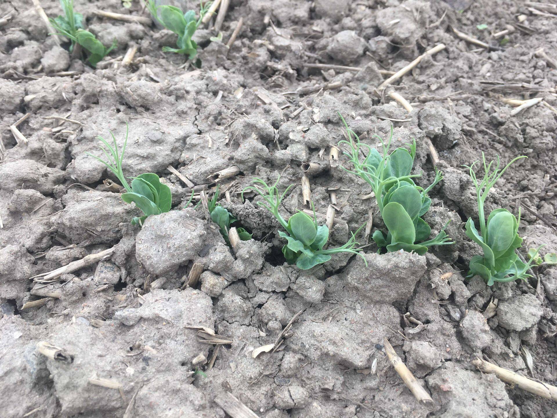 Aeg alustada umbrohutõrjega.