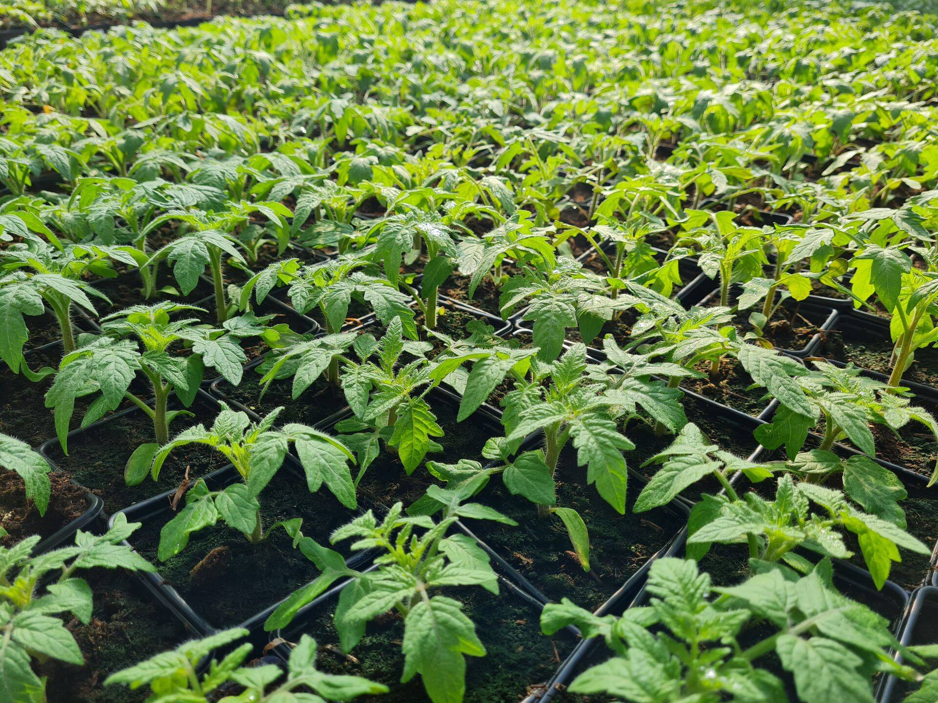 Turbasegusid kasutatakse palju taimeistikute kasvatamisel. Pildil tomatitaimed turbasegus.