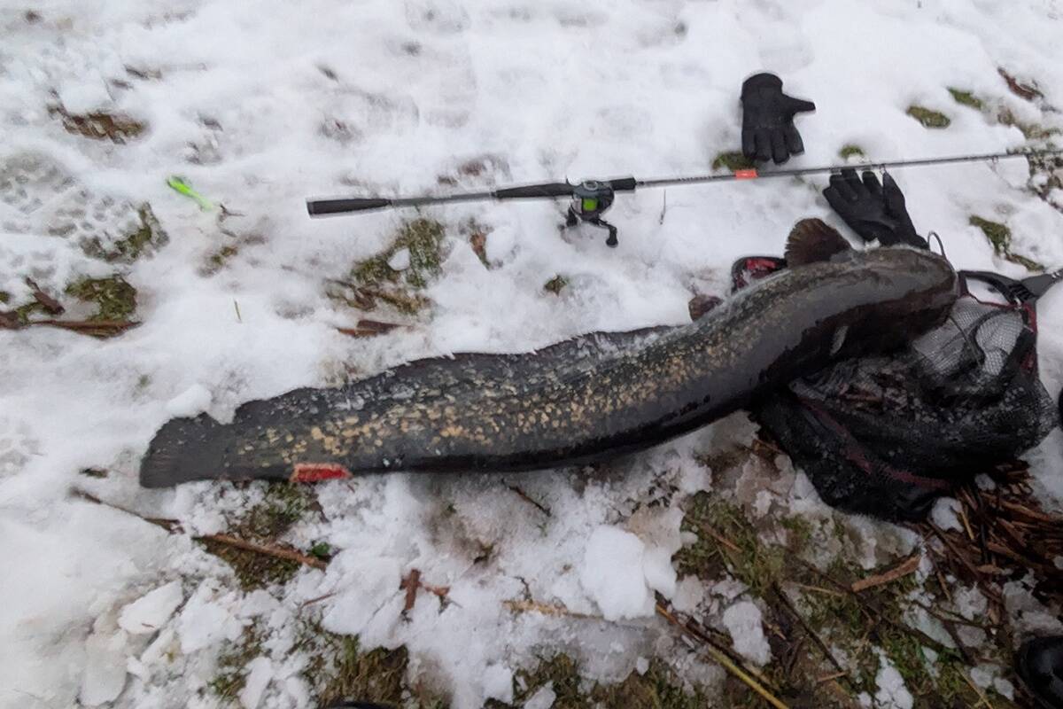 Korraliku tugevusvaruga varustus võimaldas vuntsilise veteelaniku kaldale saada.