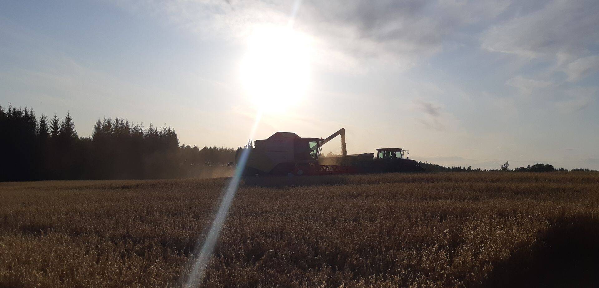 Viimastel päevadel on siiski olnud ka kuivemaid hetki ja saak saab koristatud.