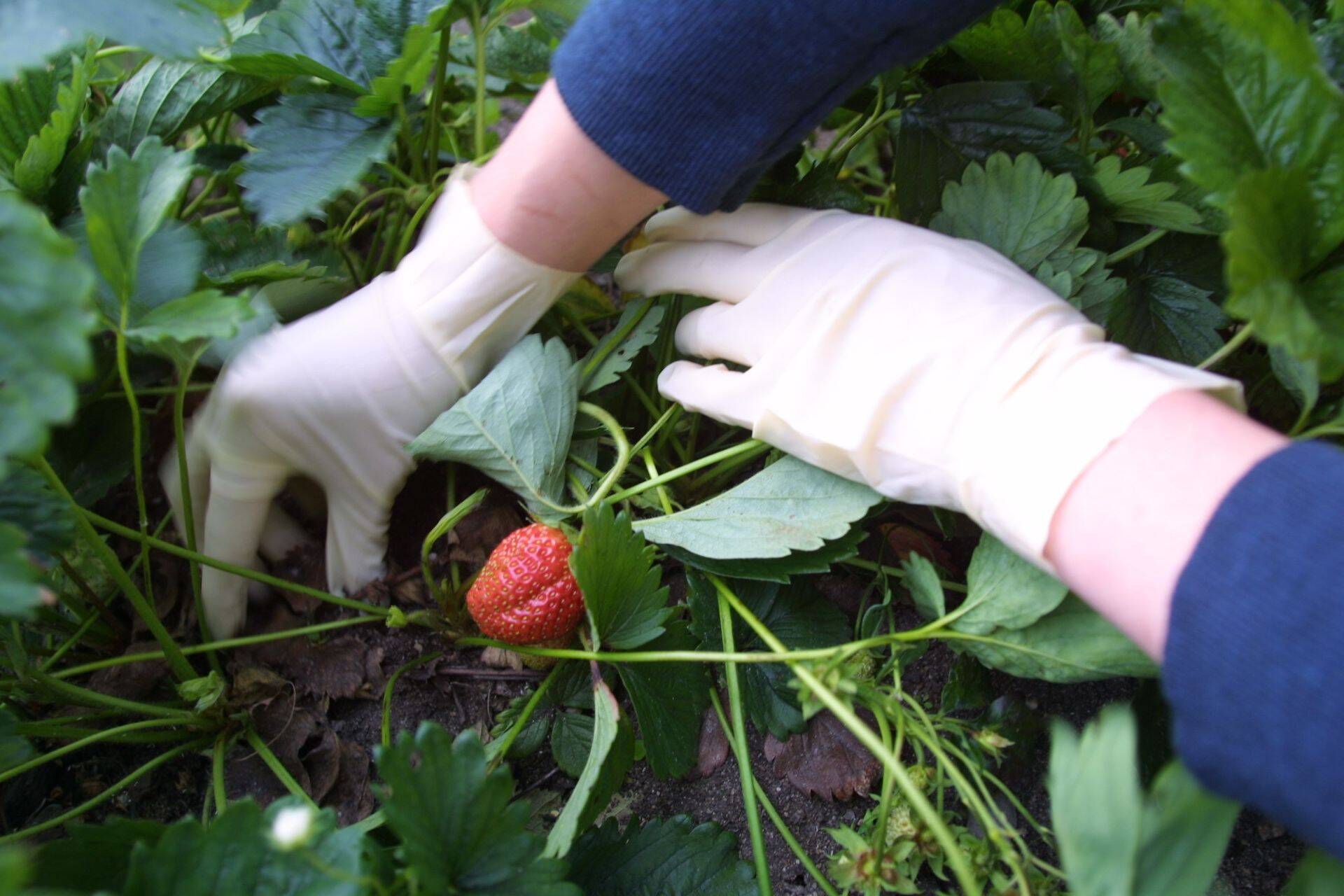 Maksustamise reeglid kehtivad võrdselt nii põhipersonalile kui ka ajutiselt värvatud töötajatele.