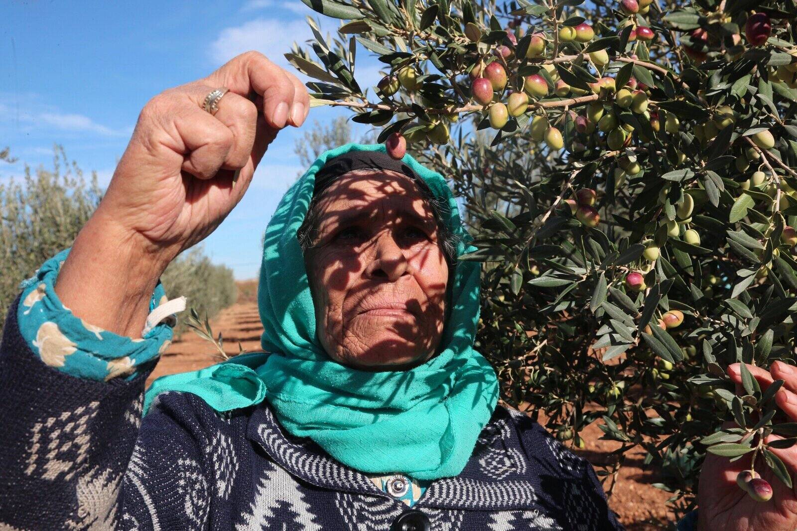 Пока жара в Испании мешает сбору оливок, в Тунисе в этом сезоне надеются произвести 200 тысяч тонн оливкового масла. Однако даже рекордные результаты Туниса не заменят не полученный из Испании товар.