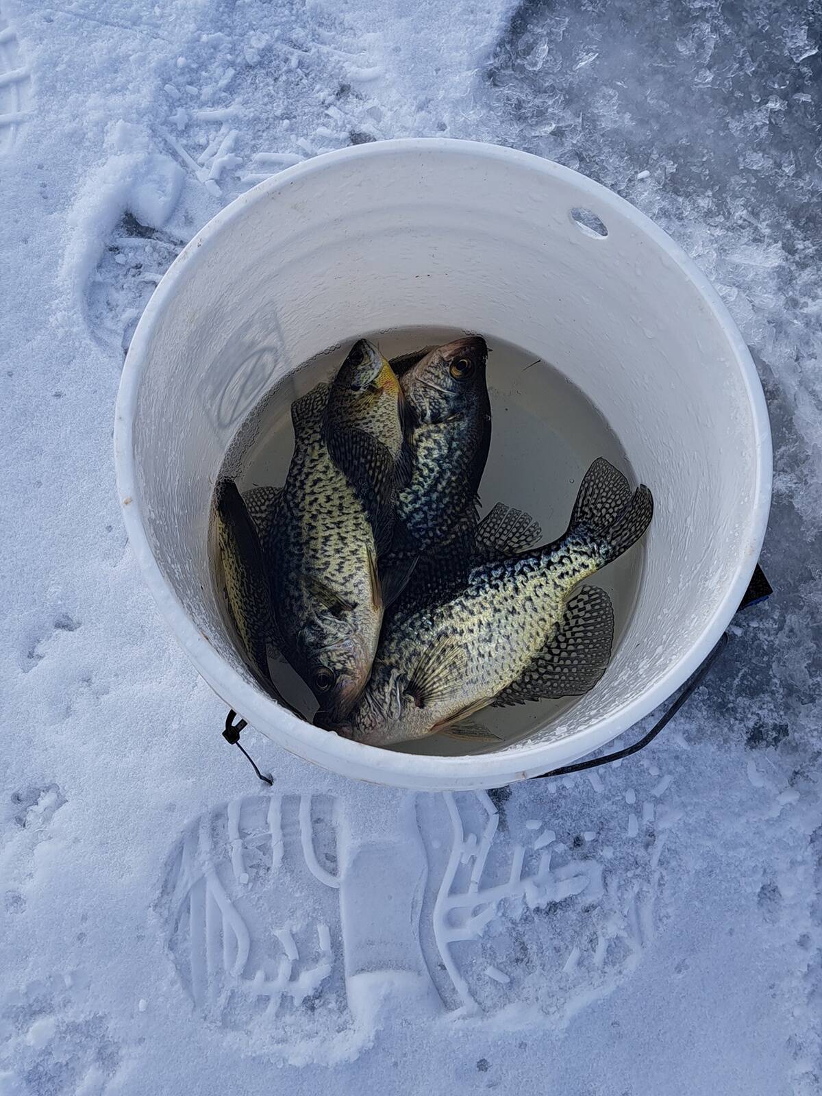 Kohaliku saagi näide.