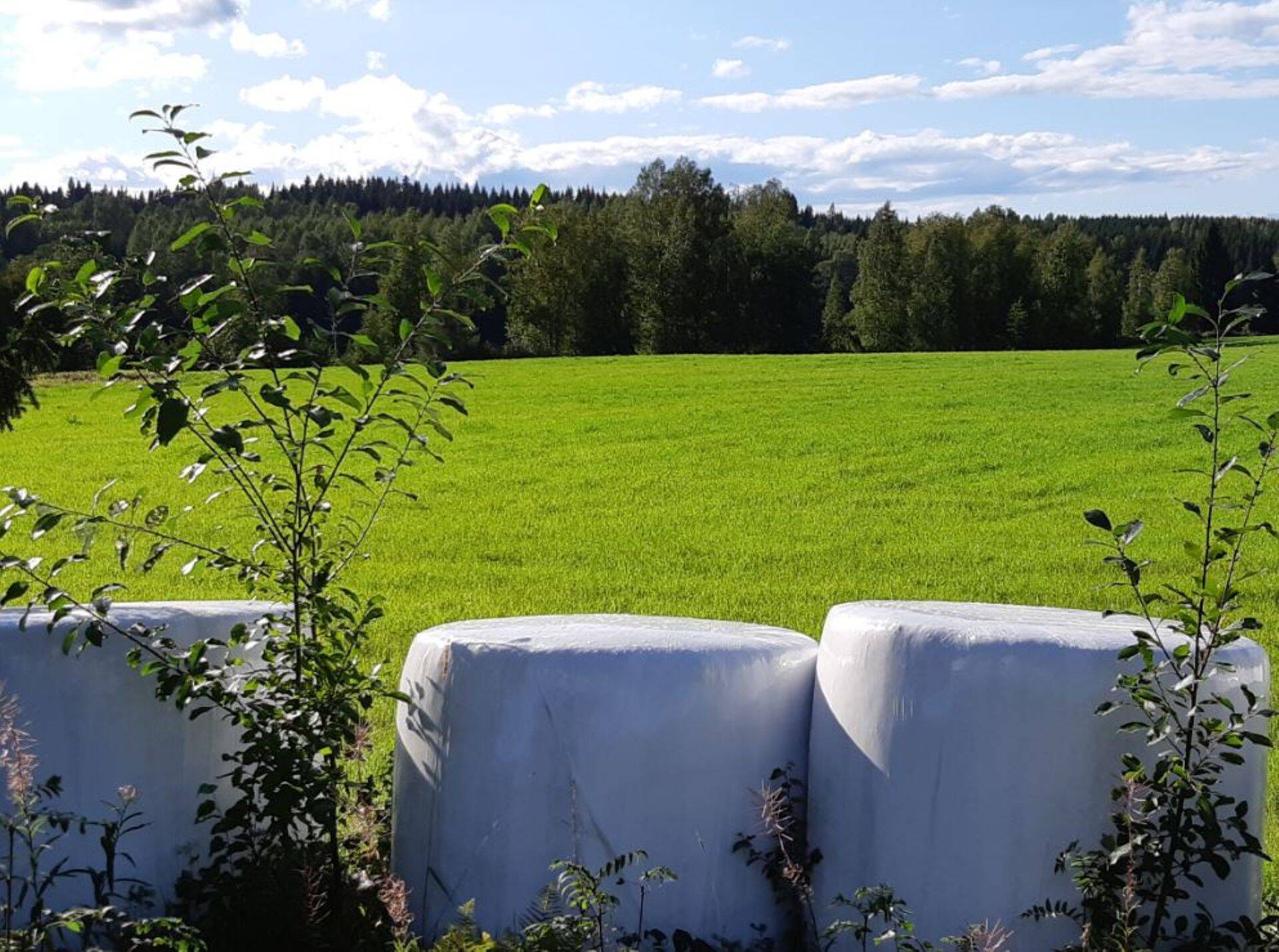Silo ja heina müümisel tuleb VTAle esitada majandustegevusteade