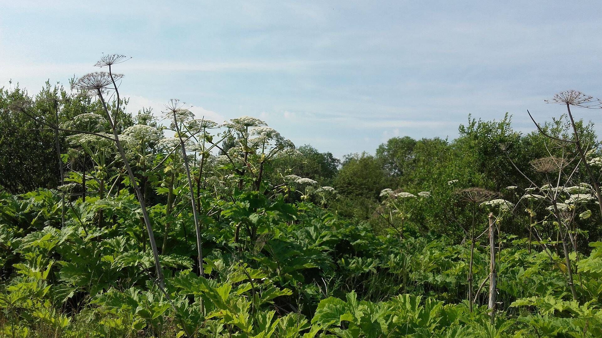 Keskkonnaamet kogub teavet karuputke võõrliikide uutest kasvukohtadest.