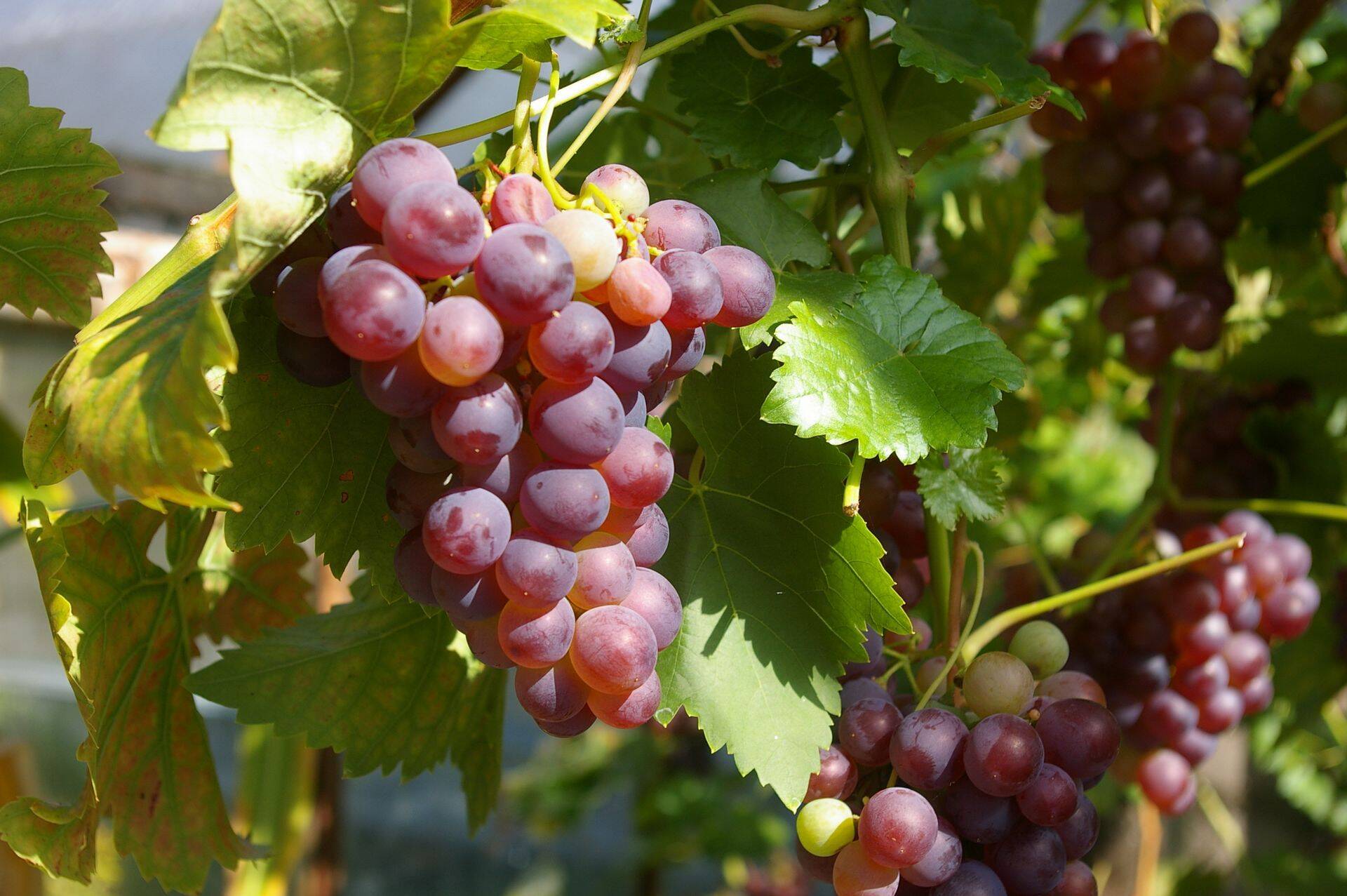 Prantsuse viinamarjaistandused katastroofi äärel