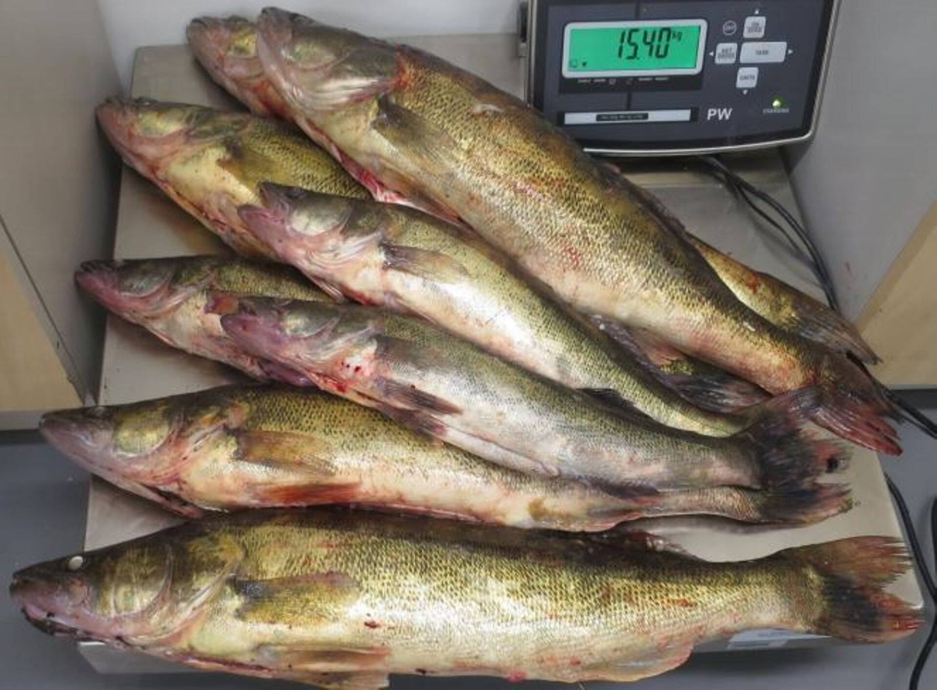 Suvine Kuningvere järve kohasaak – kümme kala neljast põlvkonnast.