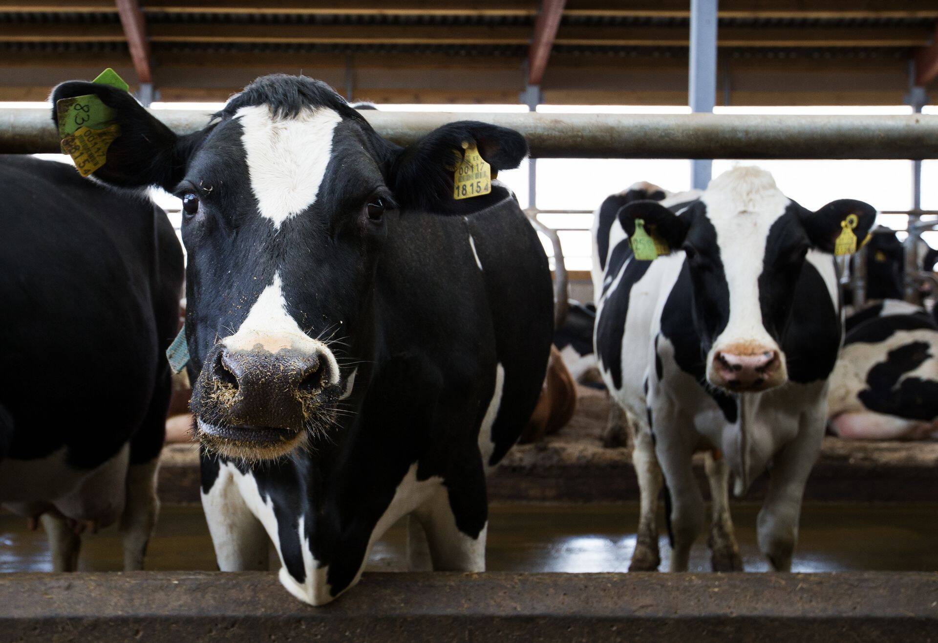 Uudishimulikud Väätsa Agro lehmad