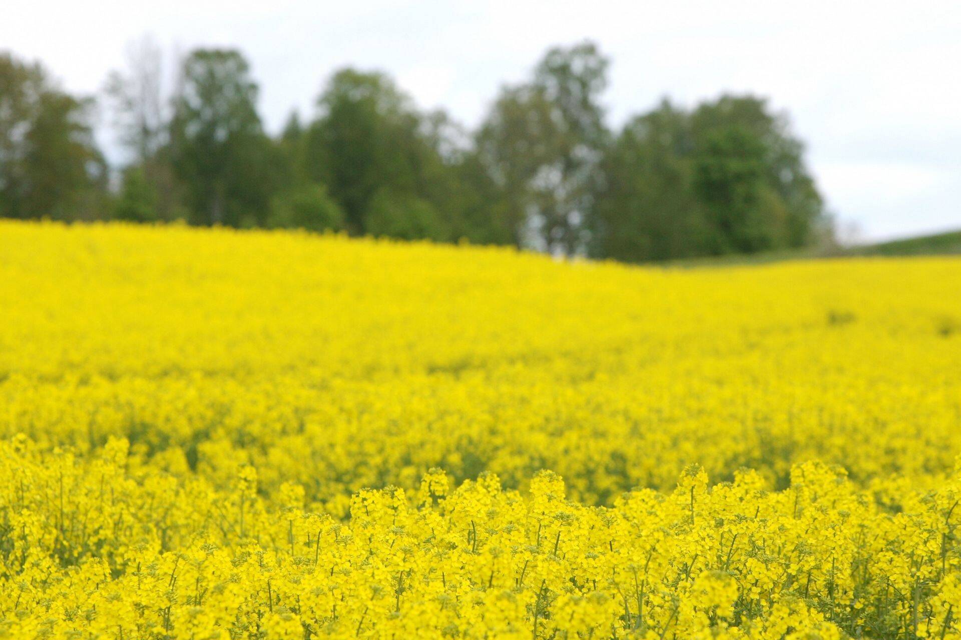 Evuret on lubatud kasutada ka rapsi õitsemise ajal.