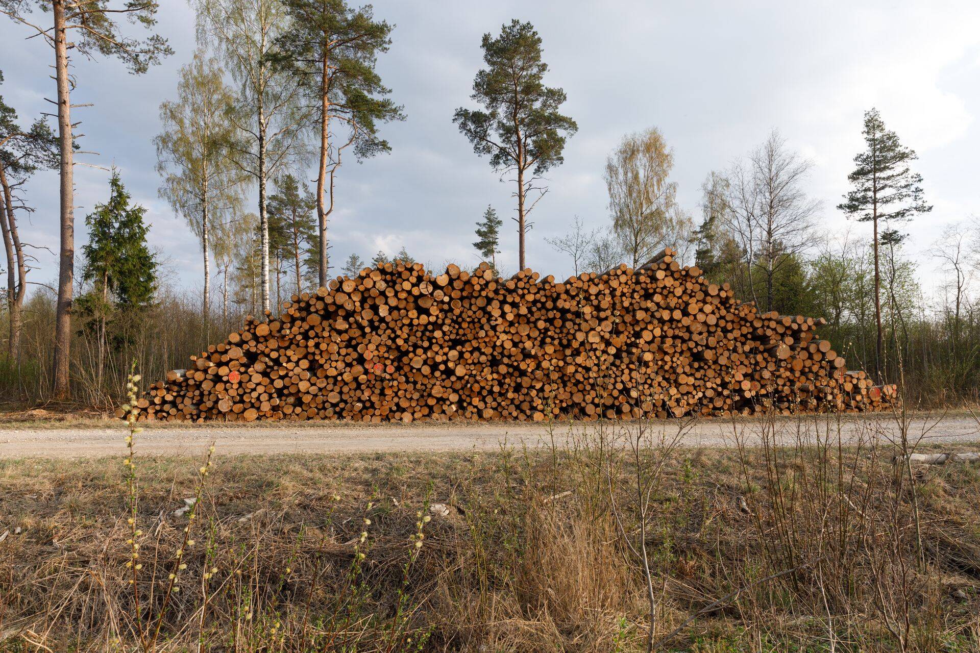 RMK raietööd Käru kandis järvamaal.