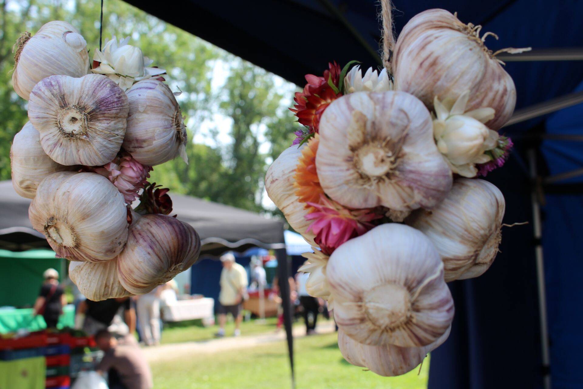 Fotod: Küüslaugufestivalil valiti suurimad küüslaugud, jagati kasvatussoovitusi ja peeti laata