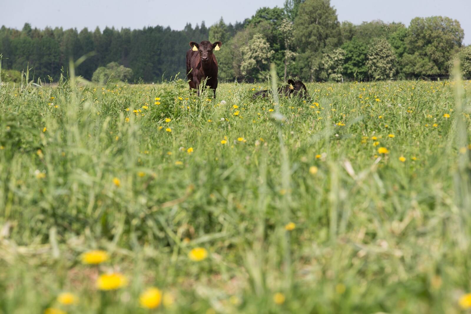 Lihaveised Läne-Virumaal